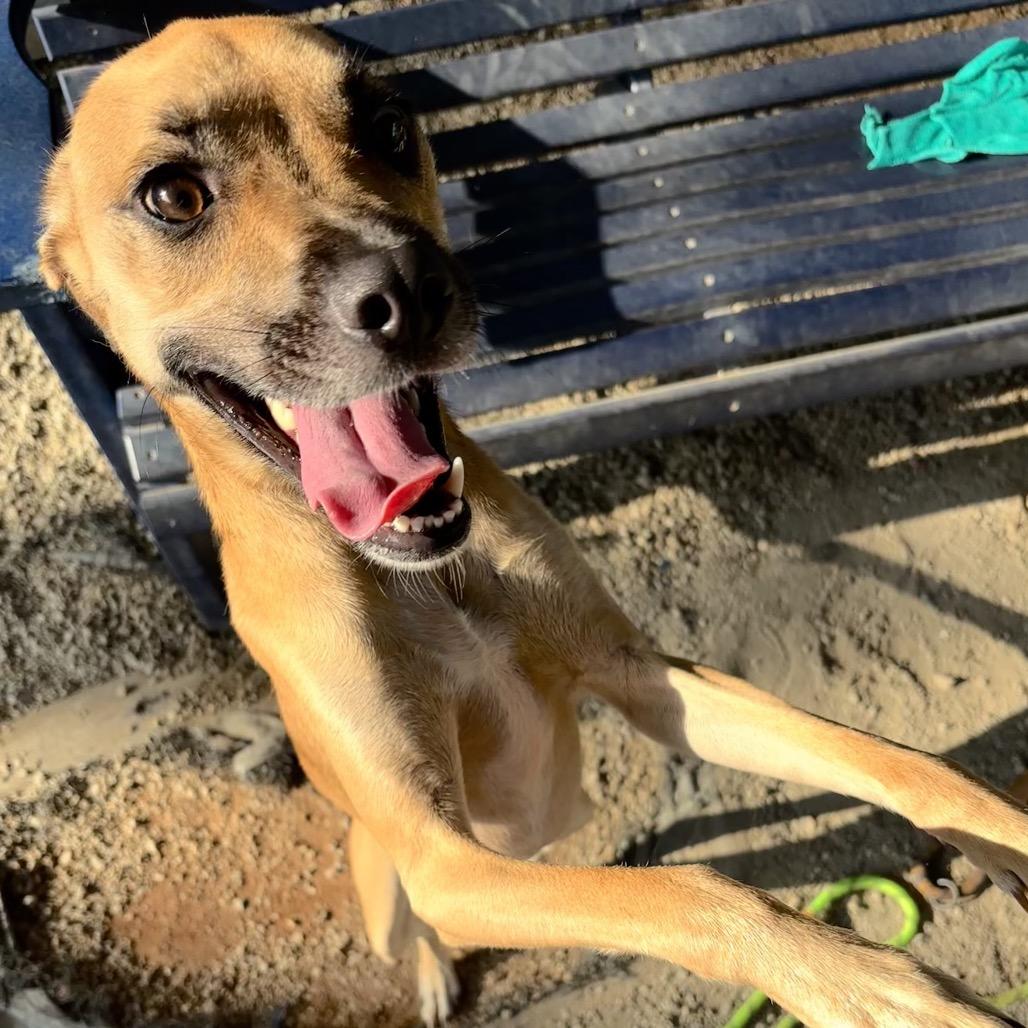 Enlarge Layla, a Adoptable Mixed Breed in Greenville, SC image 6/6