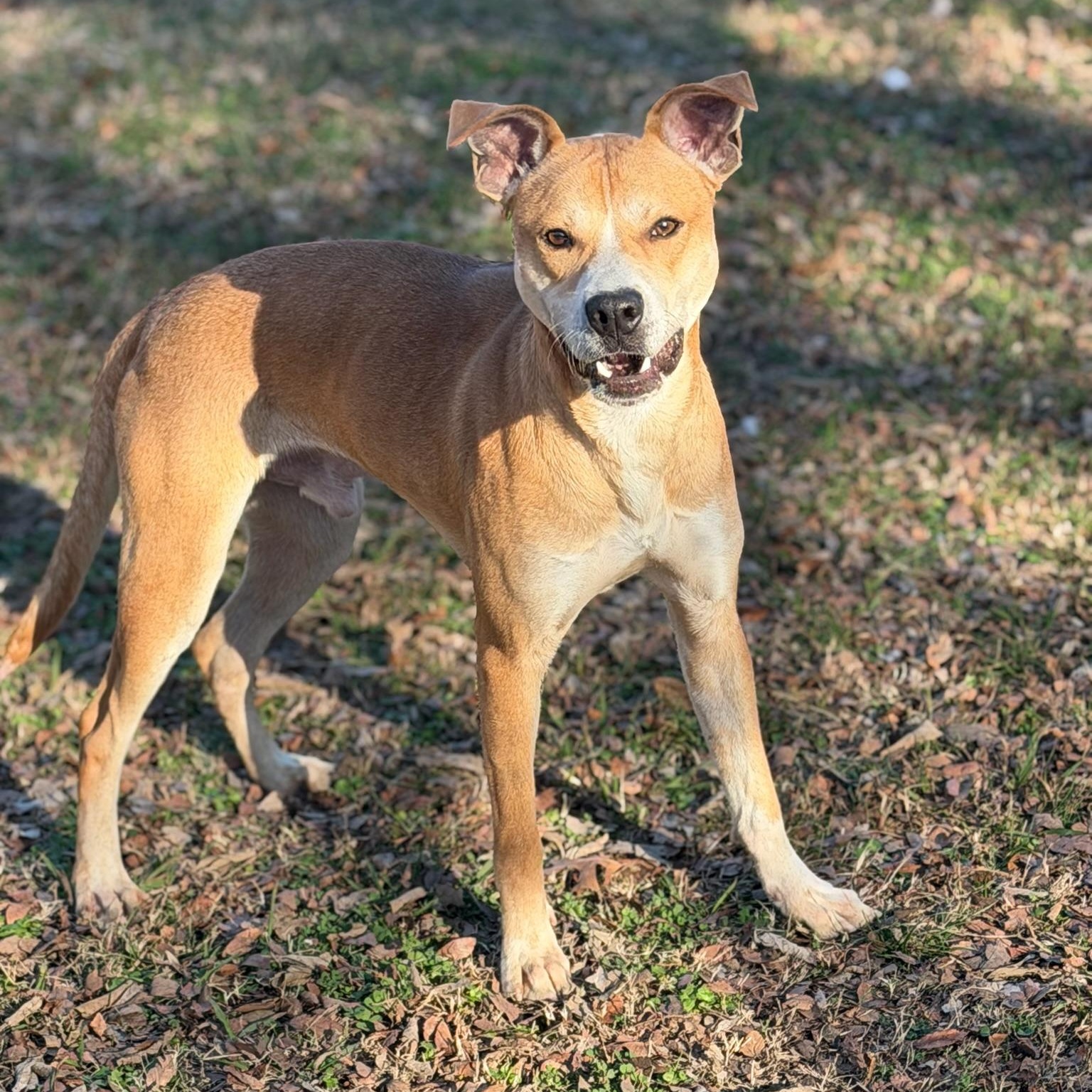 Enlarge Max , a Adoptable mixed breed in Sherman, TX image 2/3