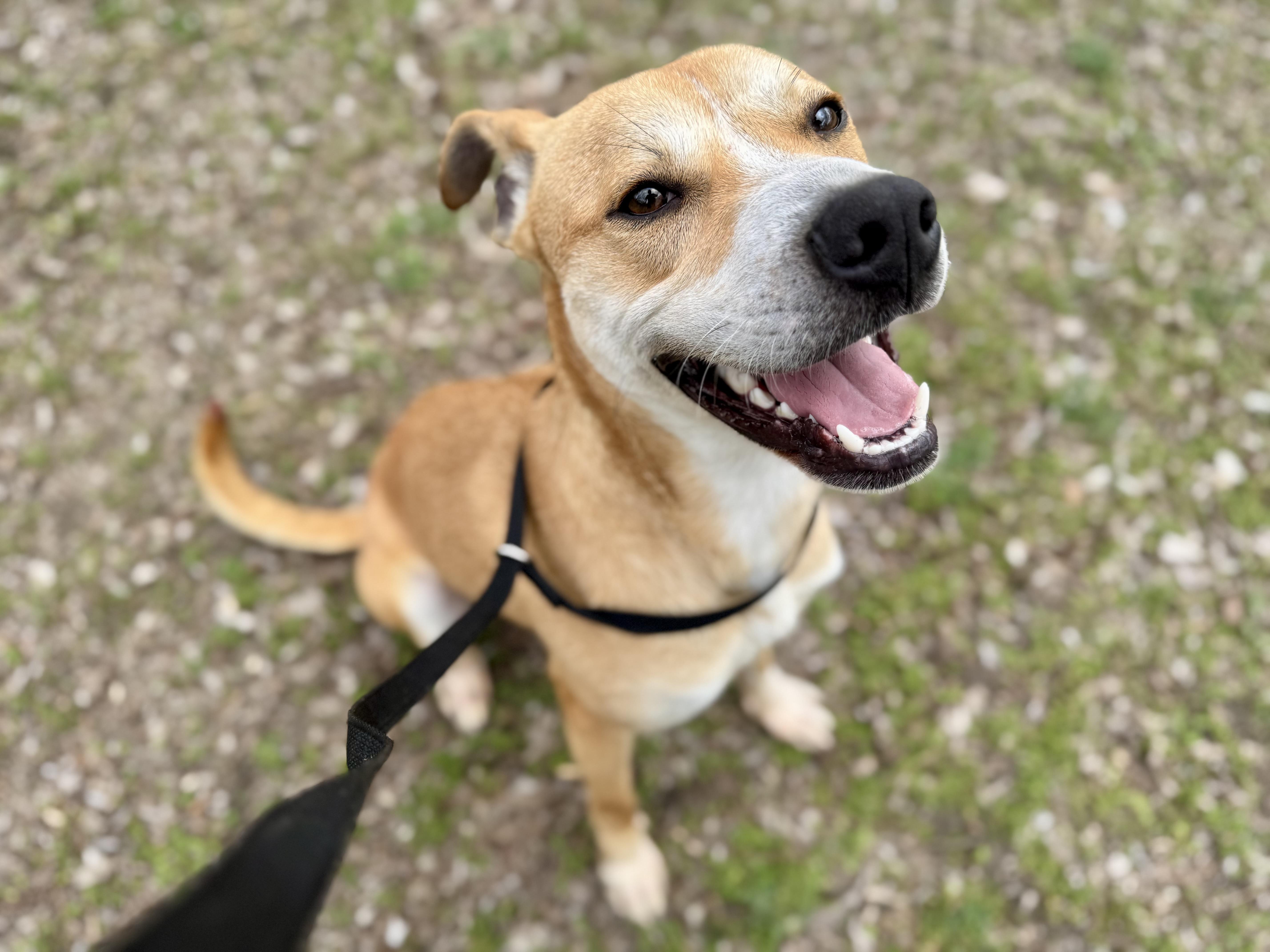 Enlarge Max , a Adoptable mixed breed in Sherman, TX image 1/5