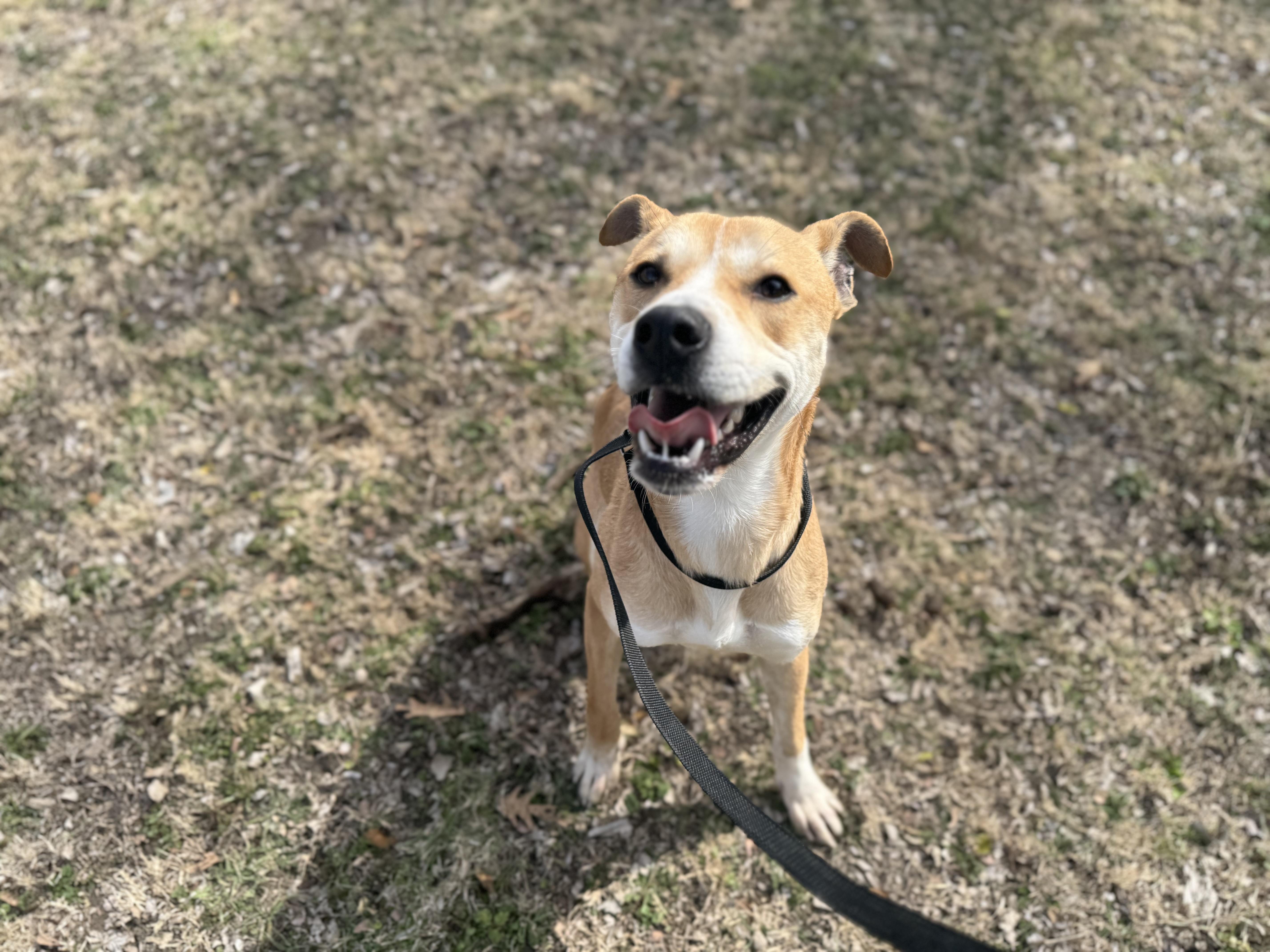 Max , a Adoptable mixed breed in Sherman, TX image 4/5