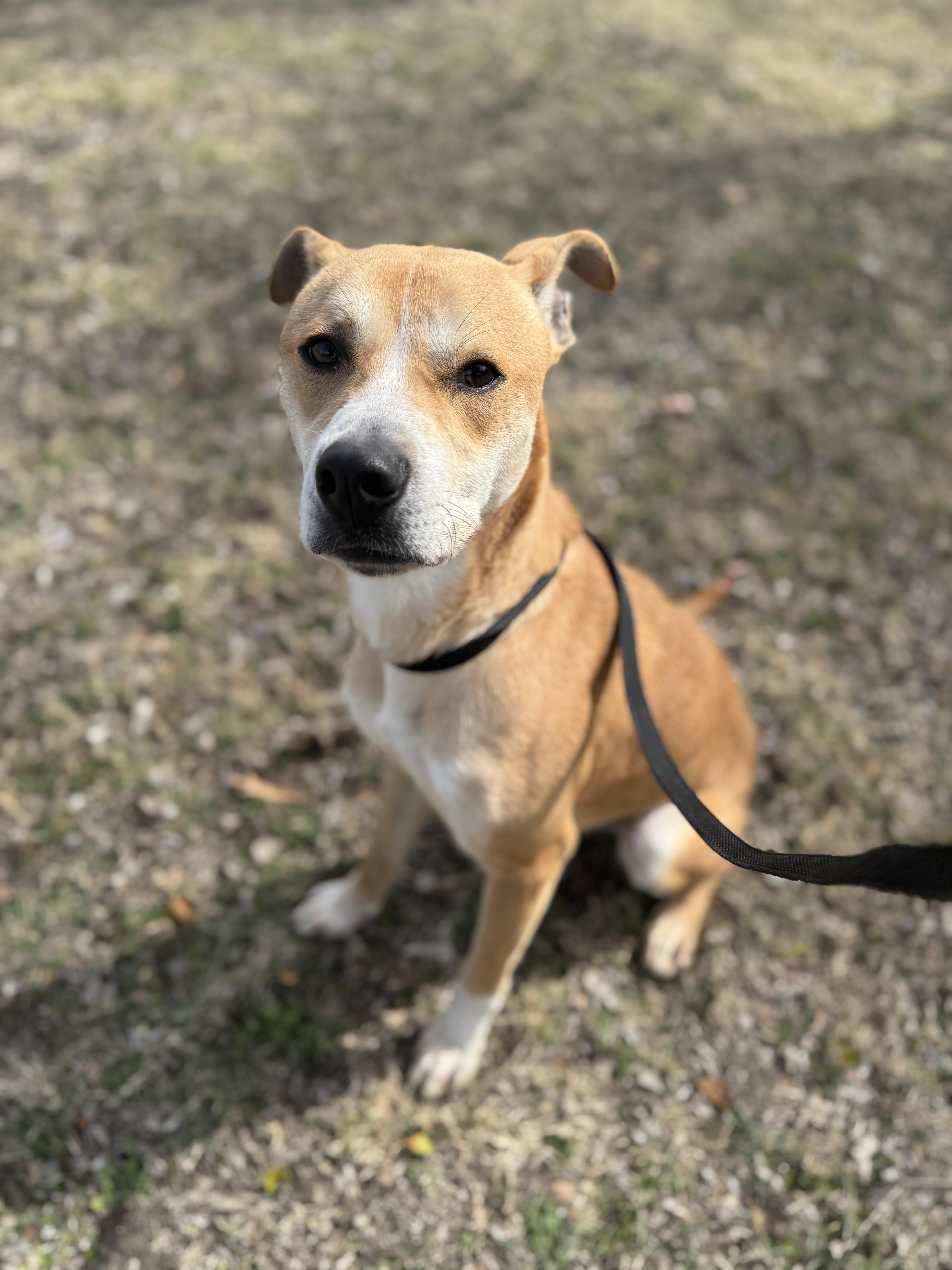Max , a Adoptable mixed breed in Sherman, TX image 5/5