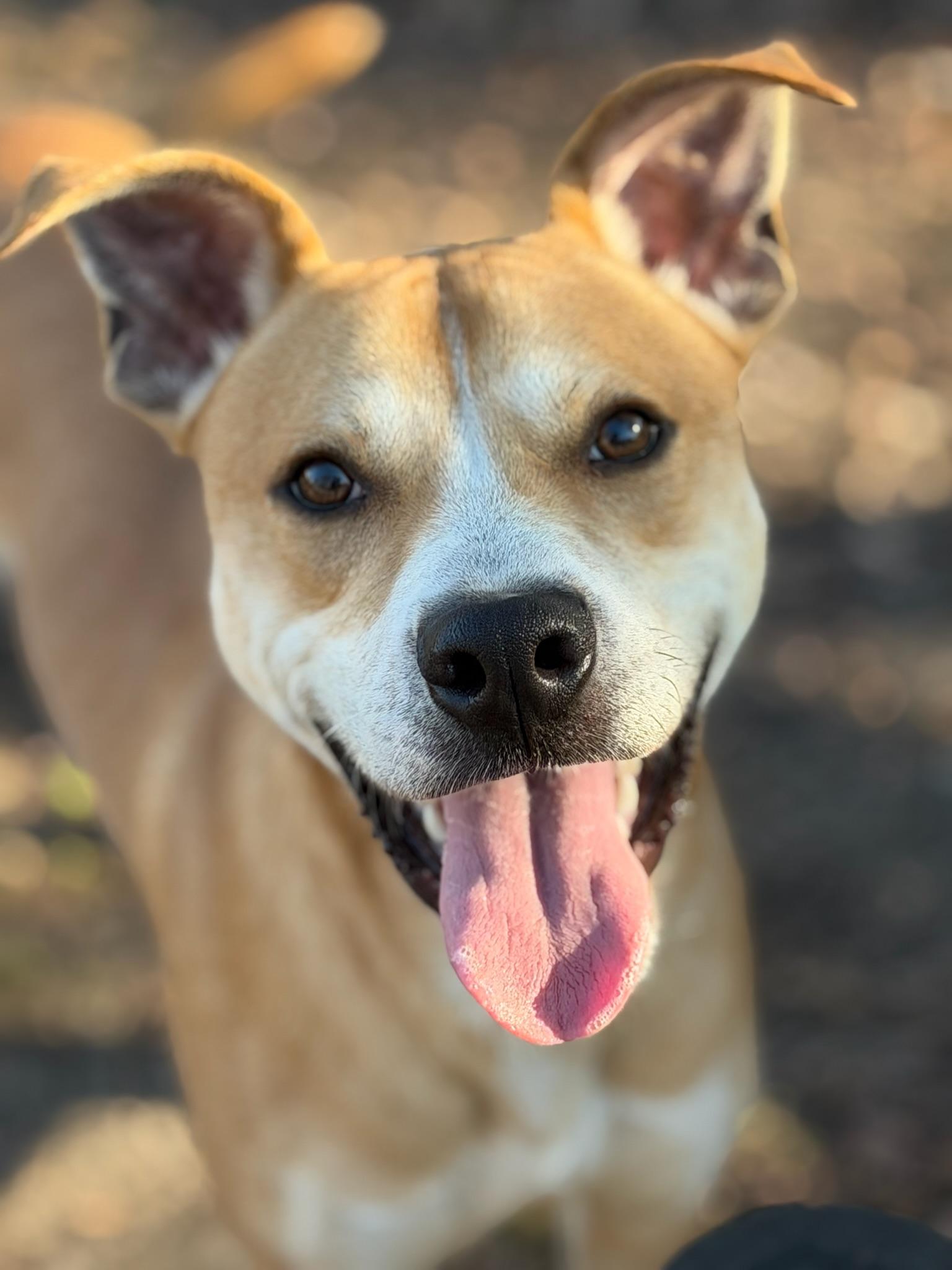Max , Adoptable, Adult Male Pit Bull Terrier.