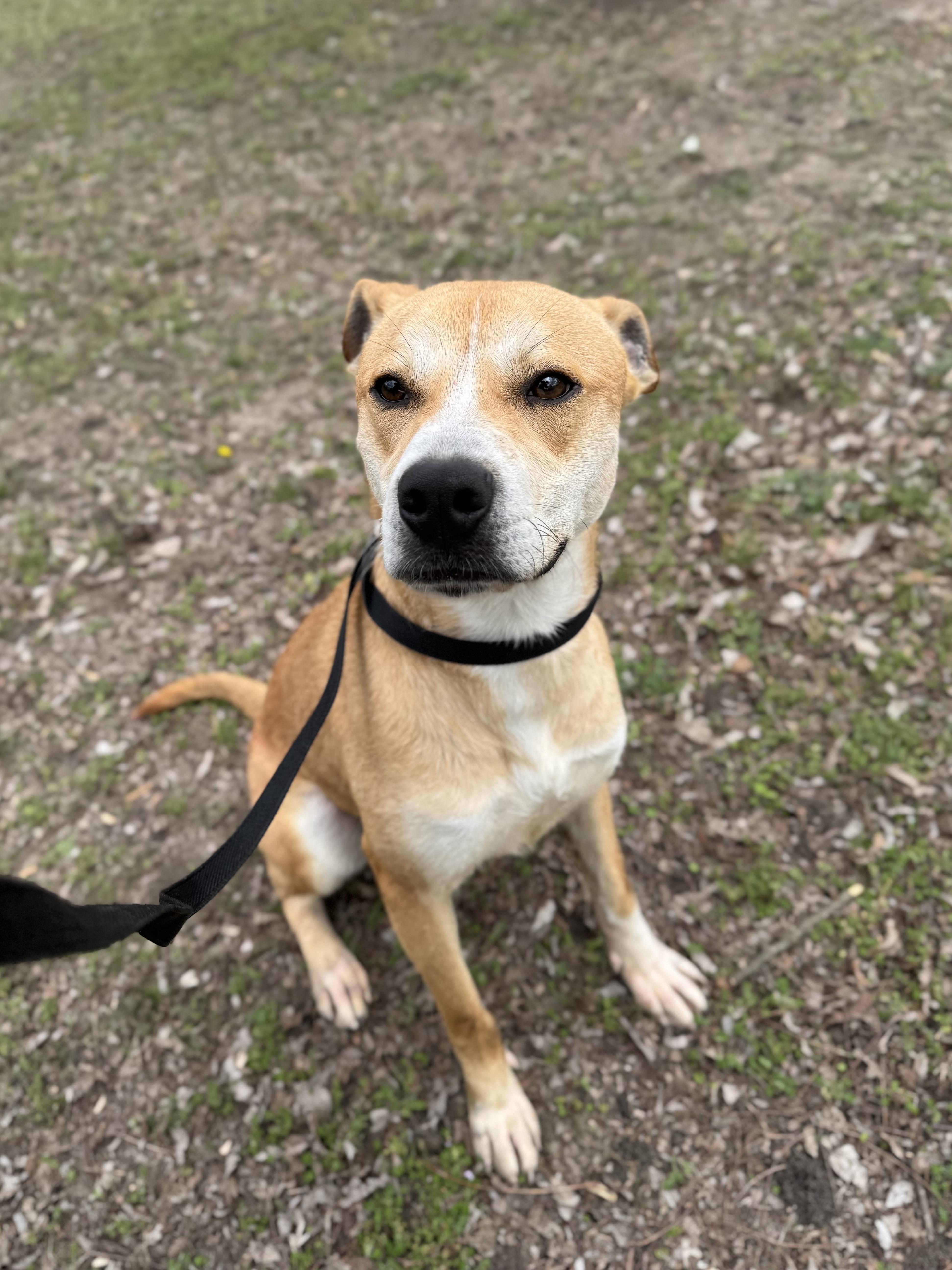 Enlarge Max , a Adoptable mixed breed in Sherman, TX image 4/5