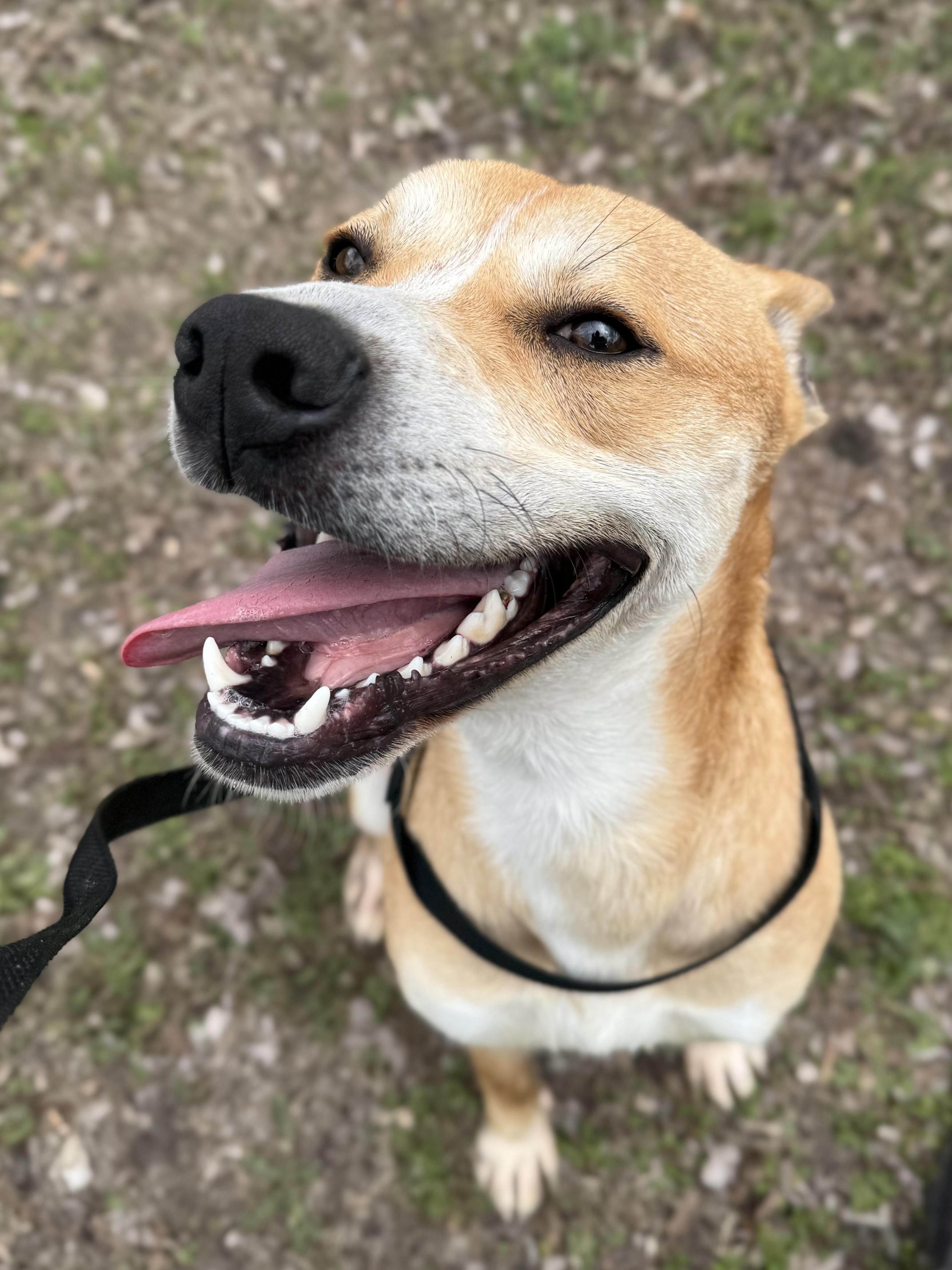 Enlarge Max , a Adoptable mixed breed in Sherman, TX image 3/5