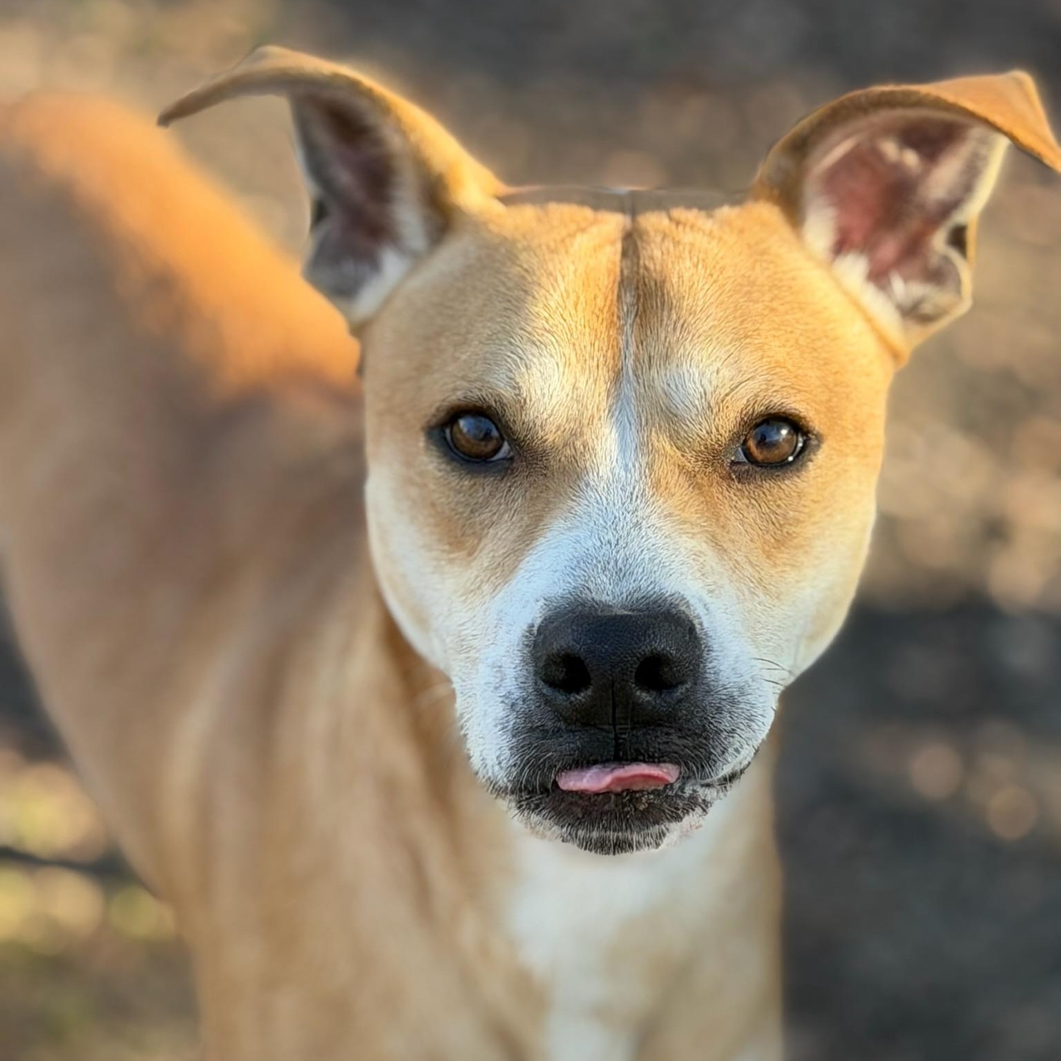 Enlarge Max , a Adoptable mixed breed in Sherman, TX image 3/3