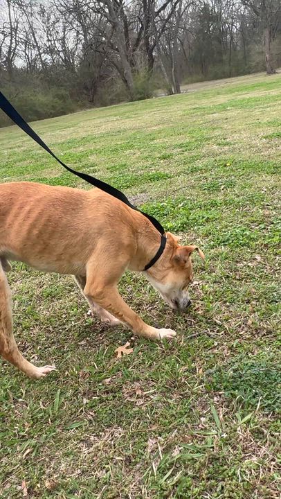 Enlarge Max , a Adoptable mixed breed in Sherman, TX video 5/5