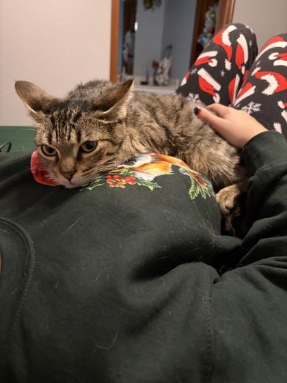 Luna, Adoptable, Young Female Domestic Short Hair & Domestic Short Hair.