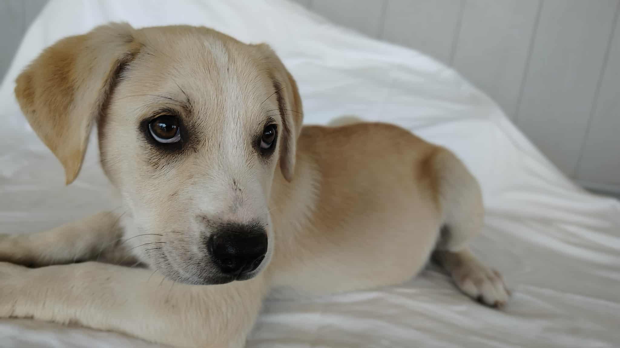 Enlarge Sunny, a Adoptable mixed breed in Barkhamsted, CT image 1/3