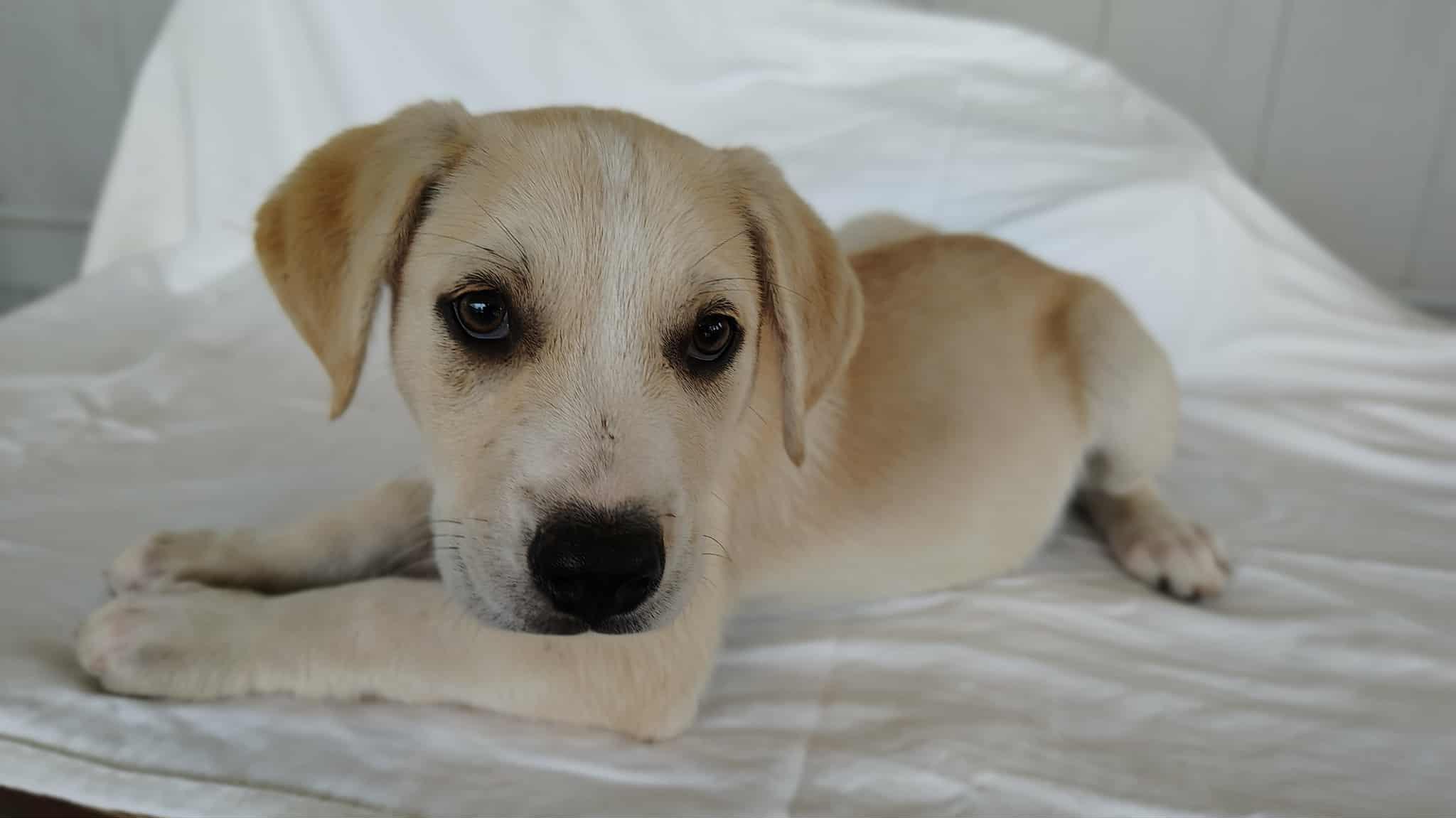 Enlarge Sunny, a Adoptable mixed breed in Barkhamsted, CT image 3/3