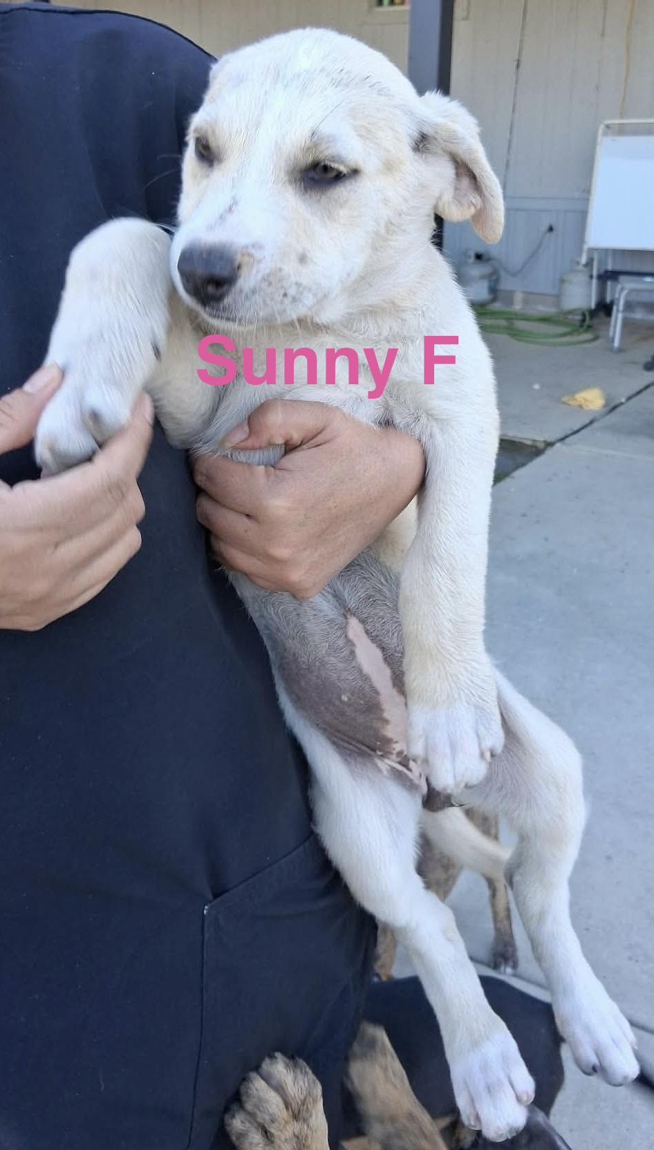 Enlarge Sunny, a Adoptable mixed breed in Barkhamsted, CT image 2/3