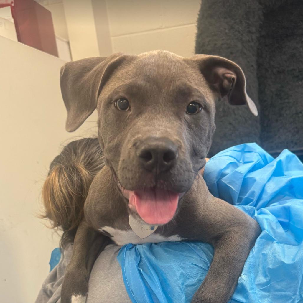 Selena, Adoptable, Puppy Female Pit Bull Terrier.