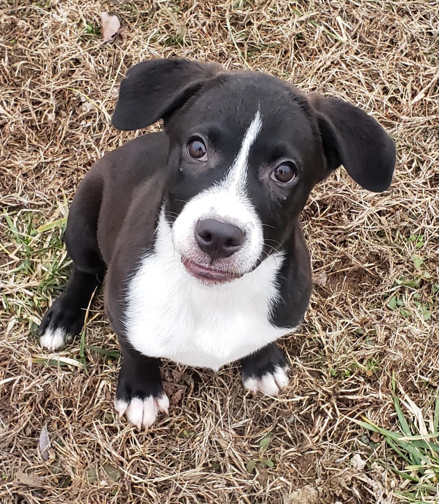 Enlarge Dory & Libby, a ADOPTABLE mixed breed in Middlebury, IN image 2/2