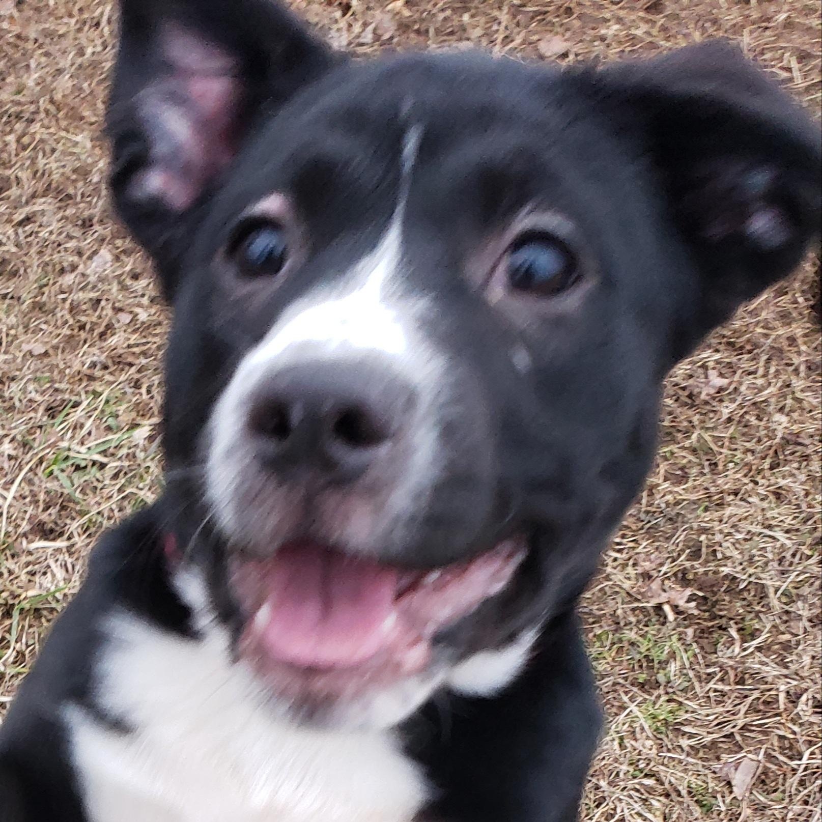 Enlarge Dory & Libby, a ADOPTABLE mixed breed in Middlebury, IN image 1/2