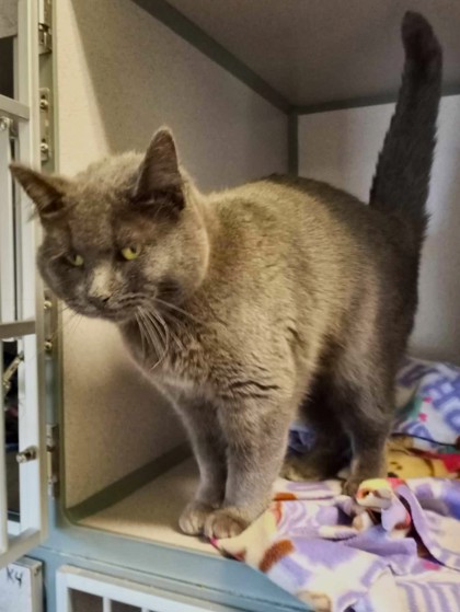 Enlarge Elgie, a Adoptable Domestic Short Hair in Waupaca, WI image 1/1