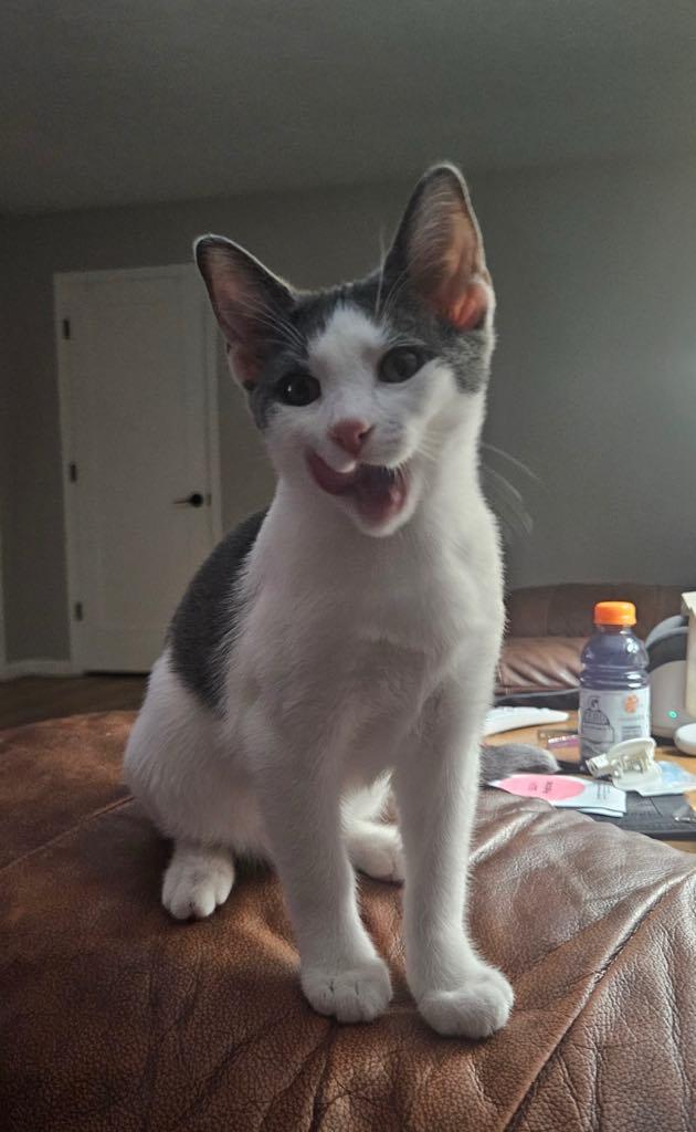 Stormy, a Adoptable Domestic Short Hair in Cortland, OH image 1/3