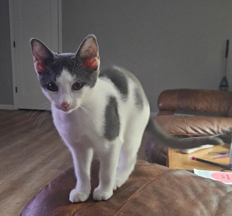 Stormy, a Adoptable Domestic Short Hair in Cortland, OH image 2/3