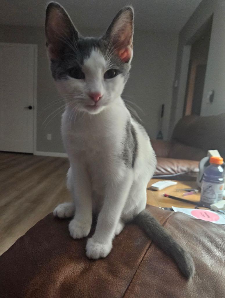 Stormy, a Adoptable Domestic Short Hair in Cortland, OH image 3/3