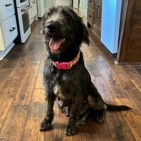 Enlarge Frankie, a Adoptable mixed breed in Brownsboro, AL image 1/6