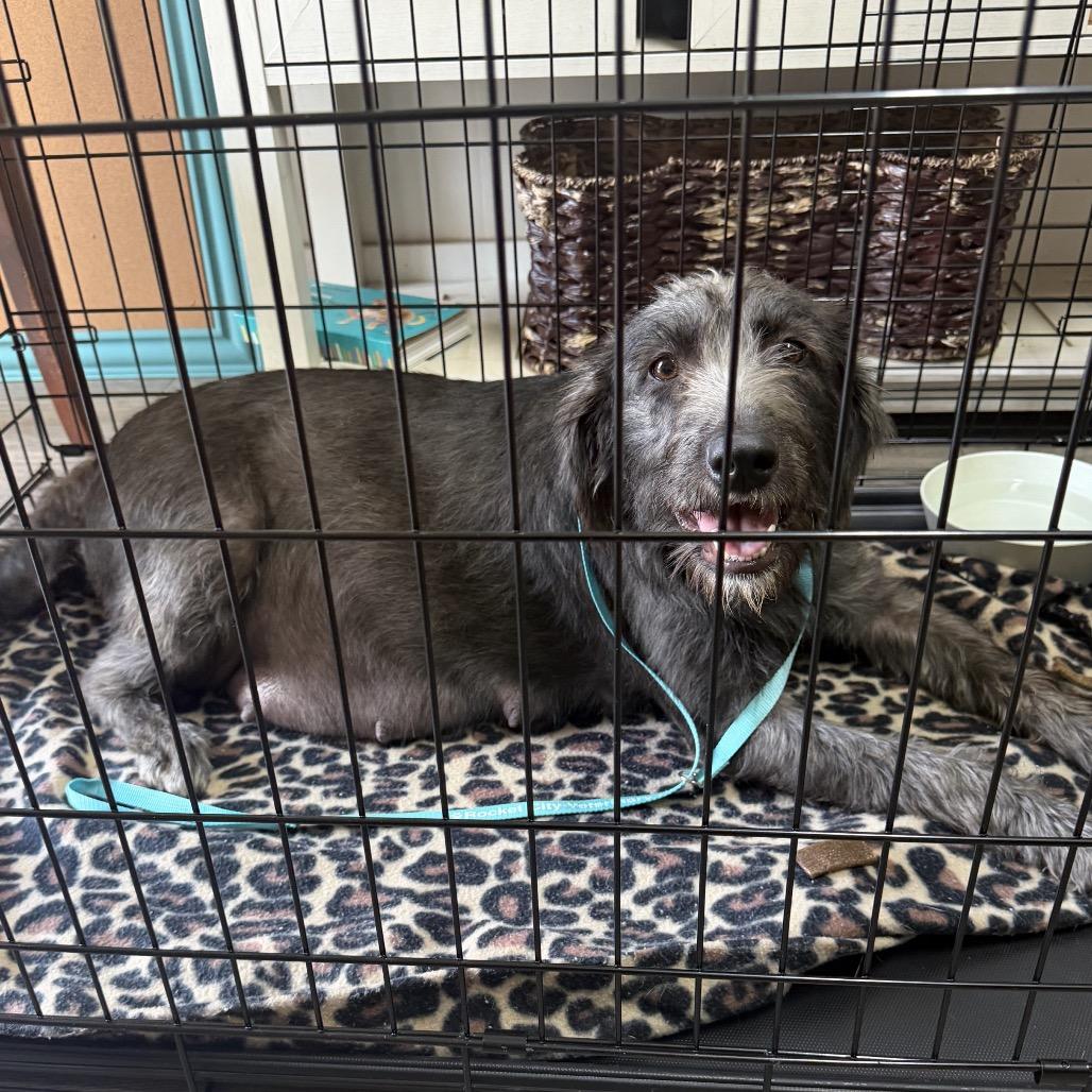 Enlarge Frankie, a Adoptable mixed breed in Brownsboro, AL image 2/6