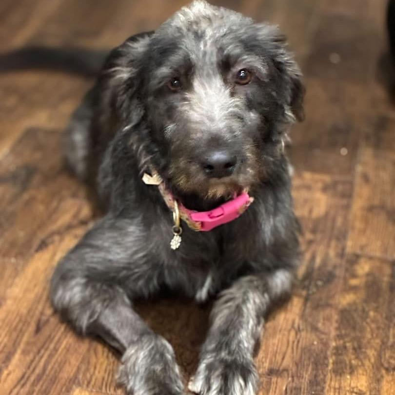 Enlarge Frankie, a Adoptable mixed breed in Brownsboro, AL image 4/6
