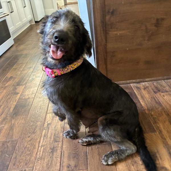 Enlarge Frankie, a Adoptable mixed breed in Brownsboro, AL image 5/6