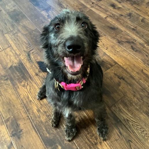 Enlarge Frankie, a Adoptable mixed breed in Brownsboro, AL image 6/6