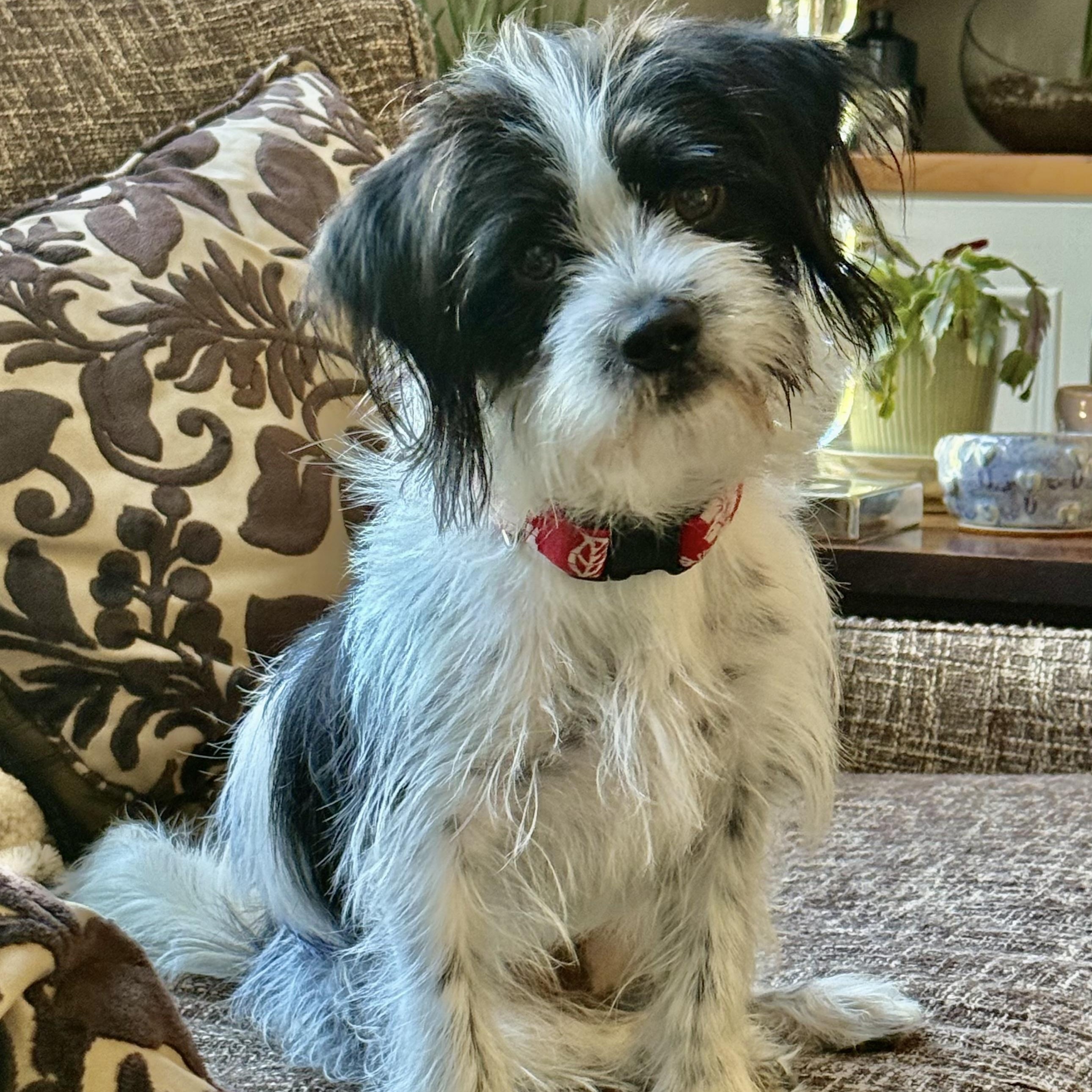 Twinjie Kabbage, aka Oreo, an adopted mixed breed in Thompson's Station, TN image 4/5