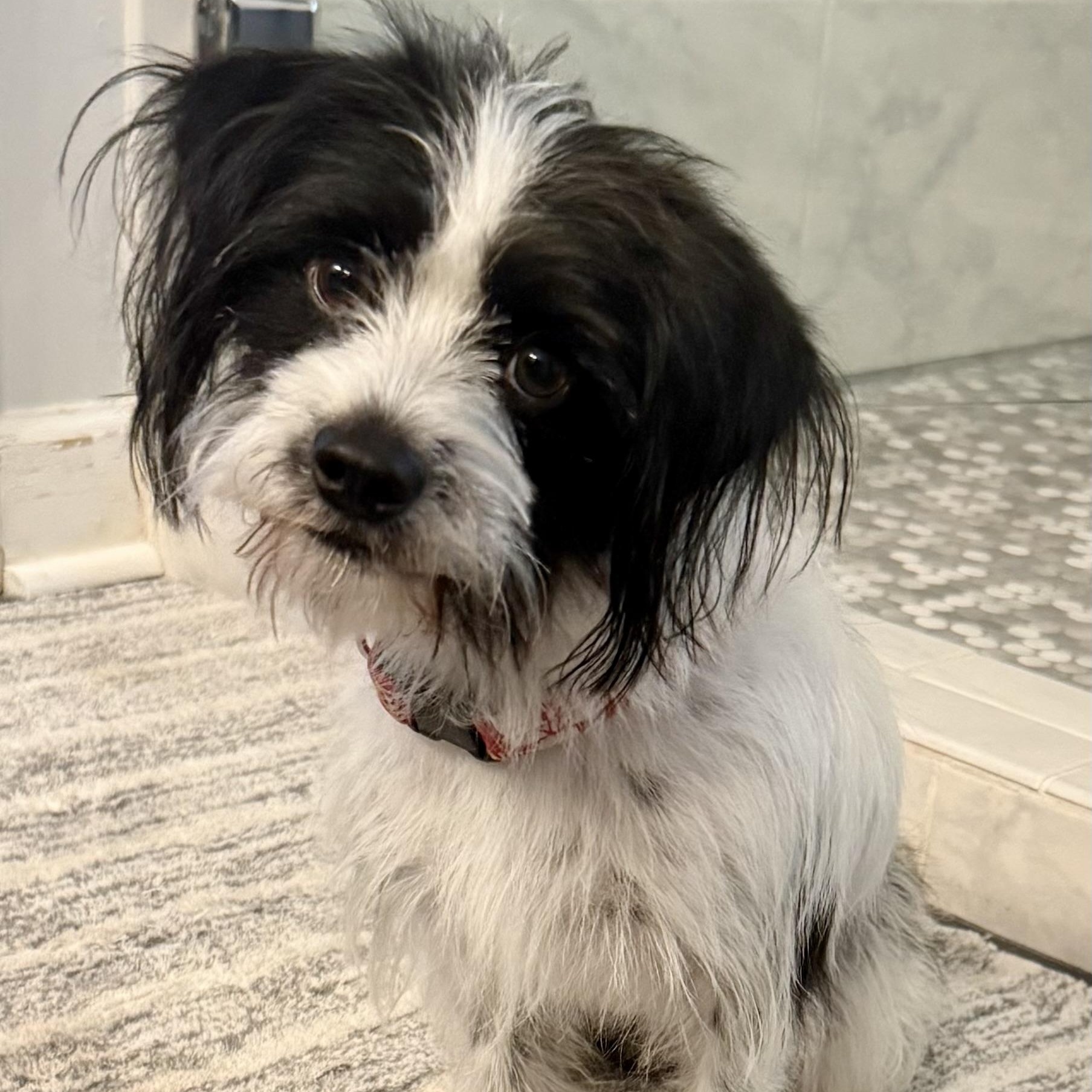 Twinjie Kabbage, aka Oreo, an adopted mixed breed in Thompson's Station, TN image 5/5