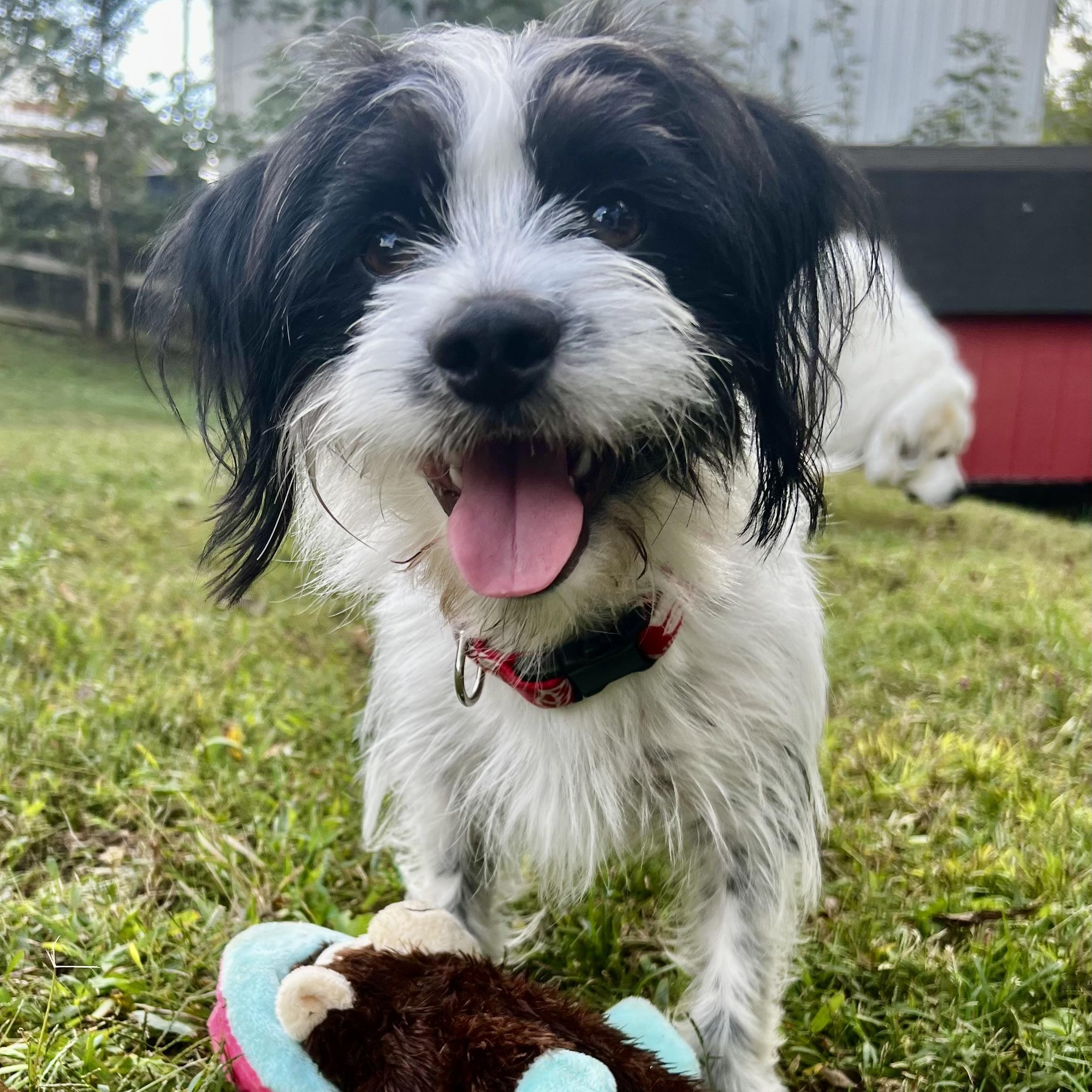 Twinjie Kabbage, aka Oreo, an adopted mixed breed in Thompson's Station, TN image 3/5
