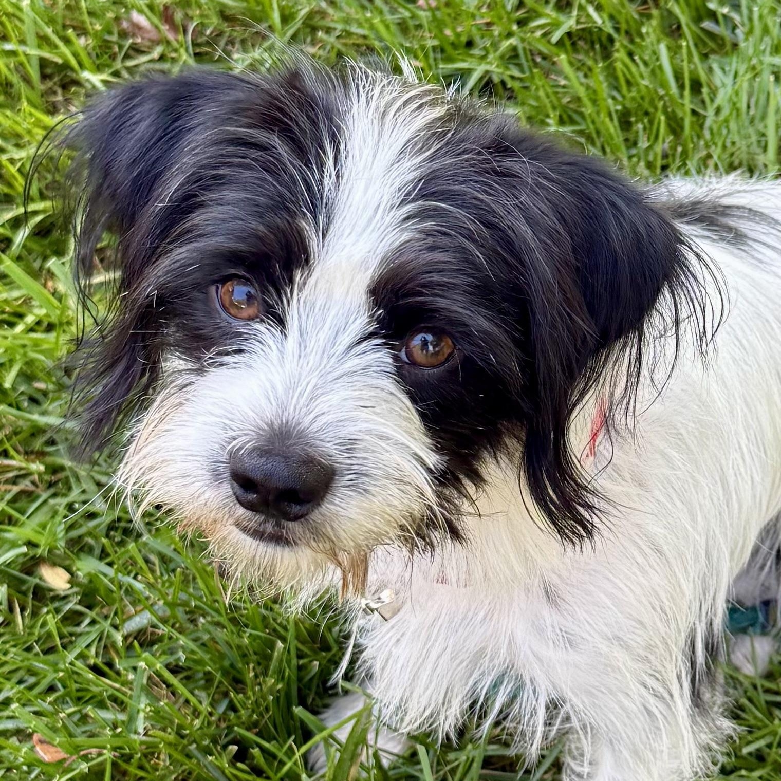 Twinjie Kabbage, aka Oreo, an adopted mixed breed in Thompson's Station, TN image 1/5