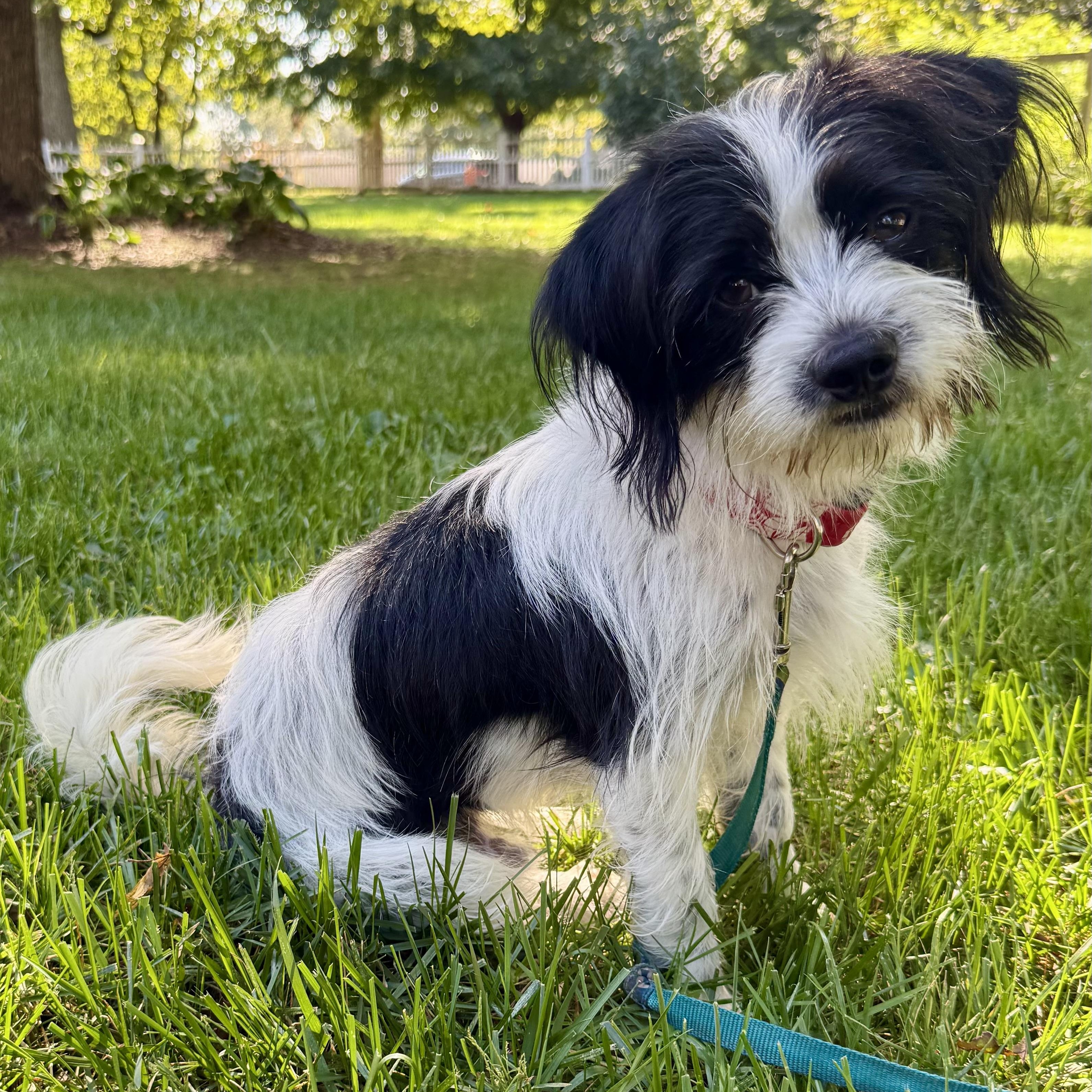 Twinjie Kabbage, aka Oreo, an adopted mixed breed in Thompson's Station, TN image 2/5