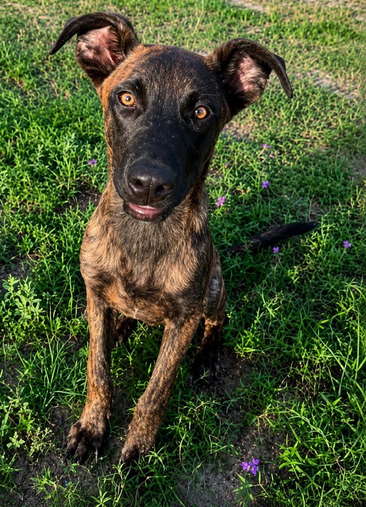 Olly, Adoptable, Young Male Shepherd.