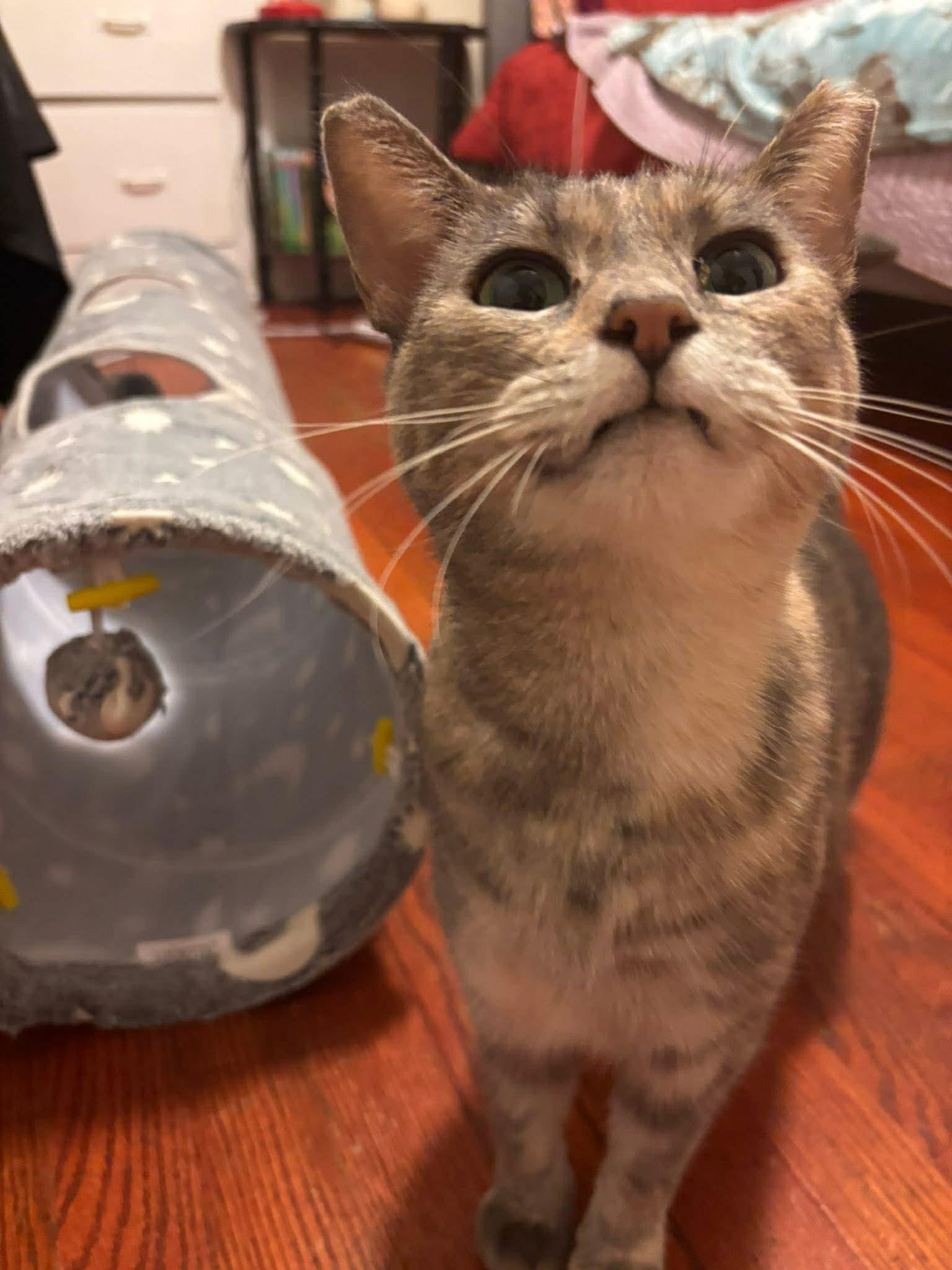 Enlarge London, a Adoptable Domestic Short Hair in Champaign, IL image 1/3