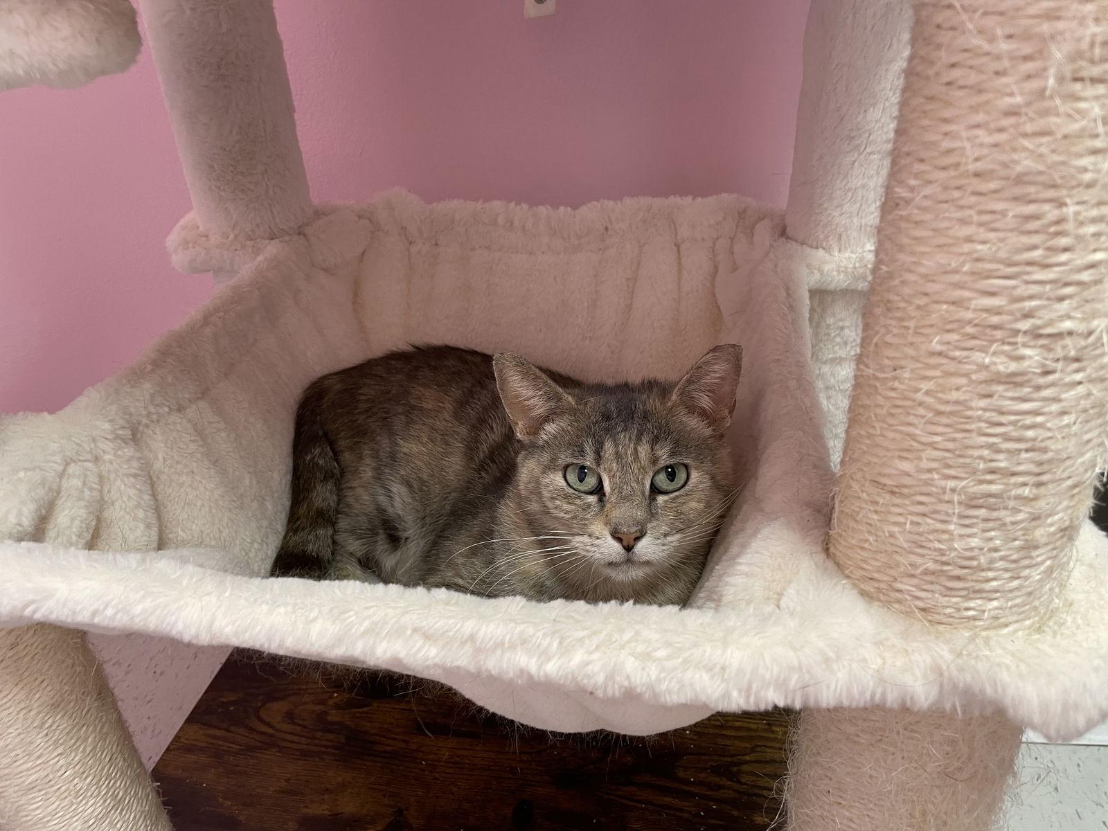 London, a Adoptable Domestic Short Hair in Champaign, IL image 1/2