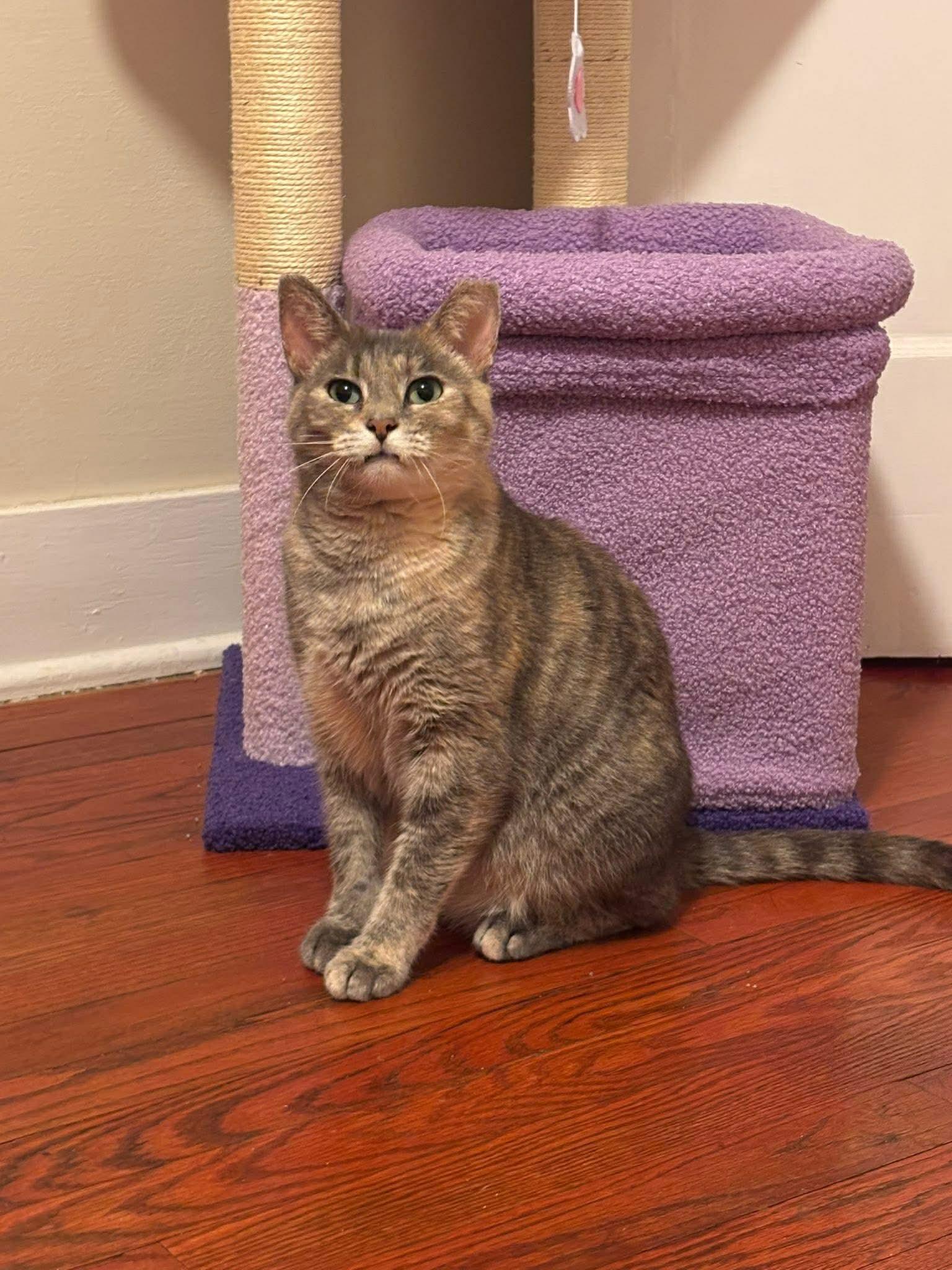 Enlarge London, a Adoptable Domestic Short Hair in Champaign, IL image 2/3