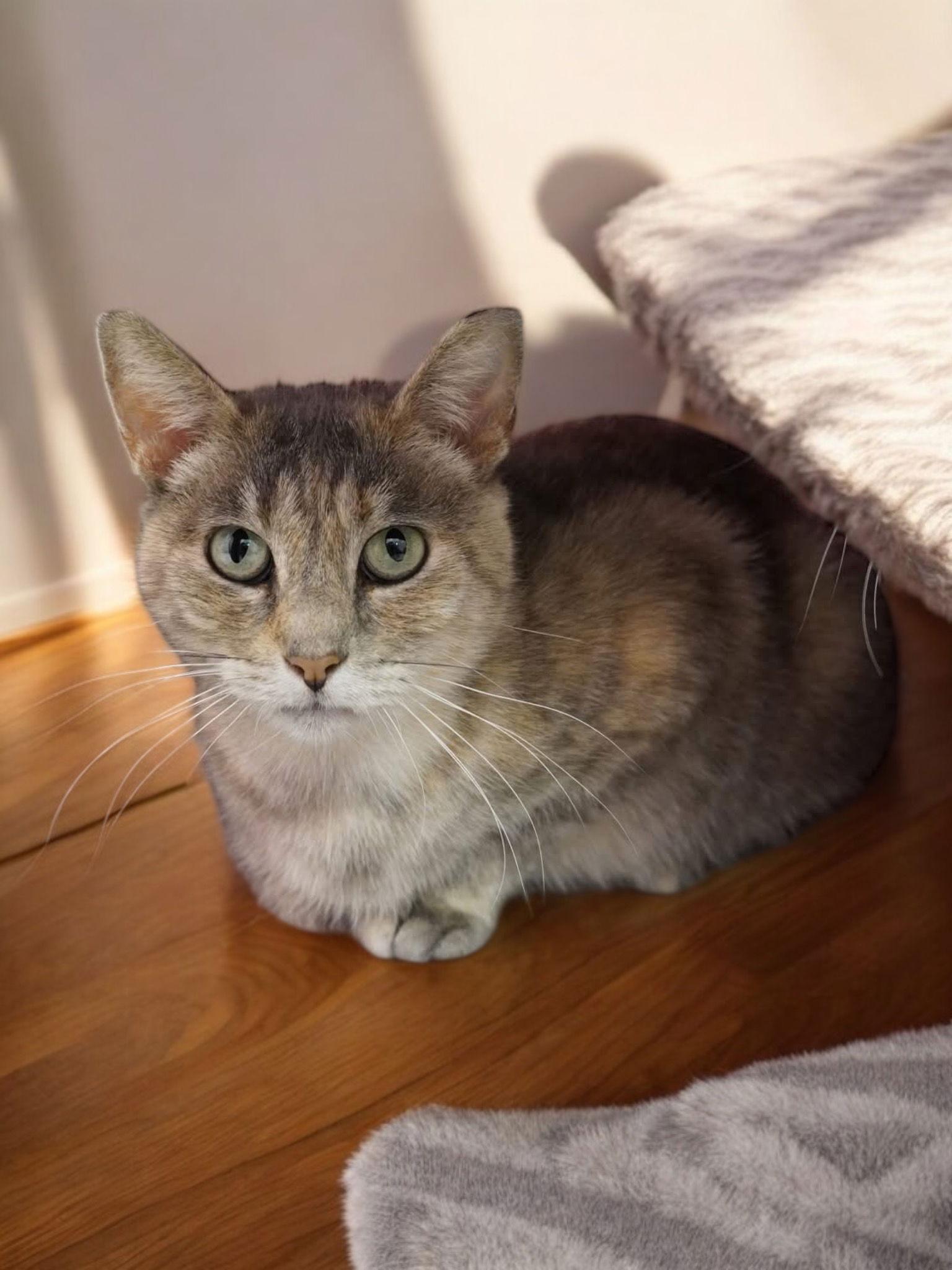 London, a Adoptable Domestic Short Hair in Champaign, IL image 2/2