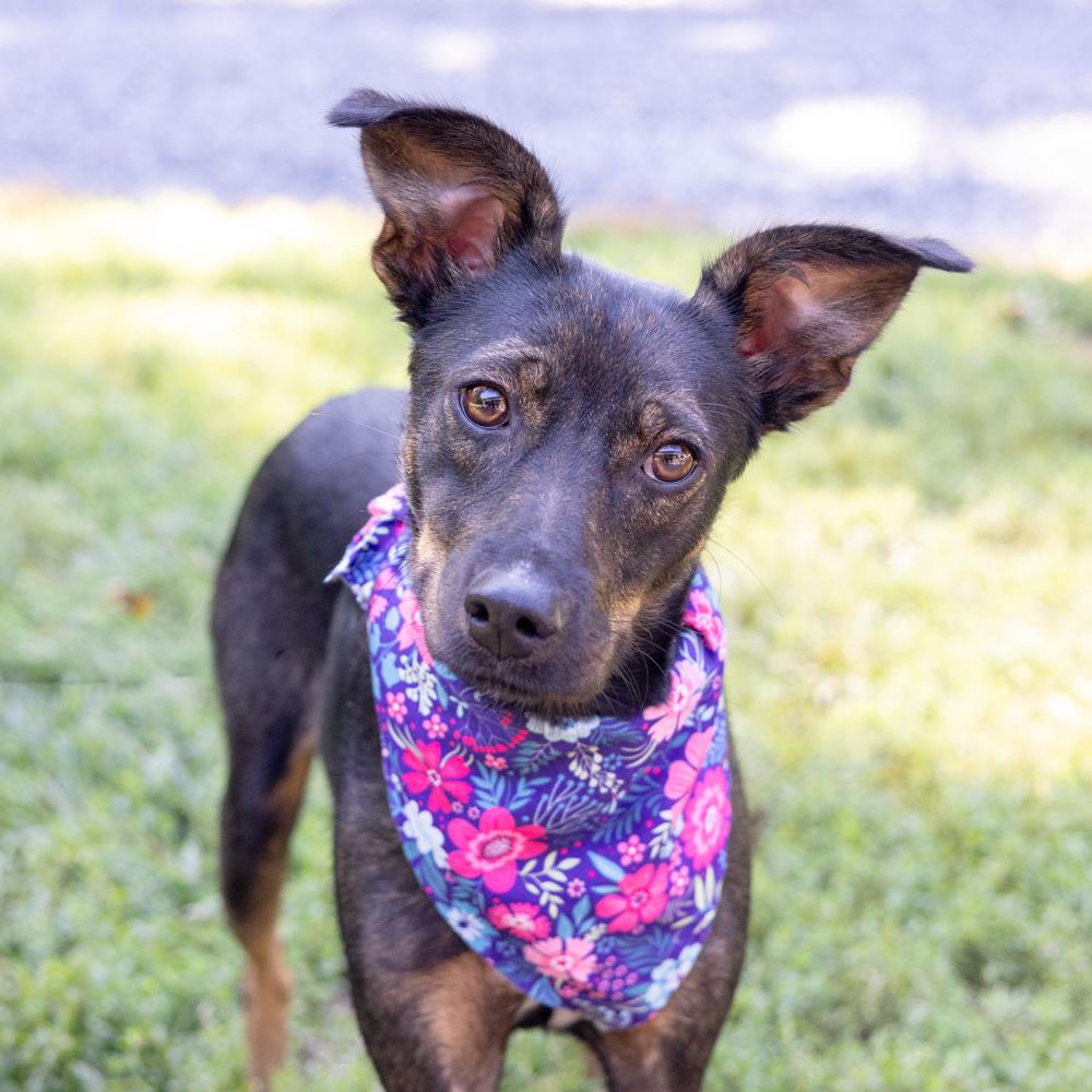 Enlarge Polly (Female), a Adoptable mixed breed in West Grove, PA image 4/6