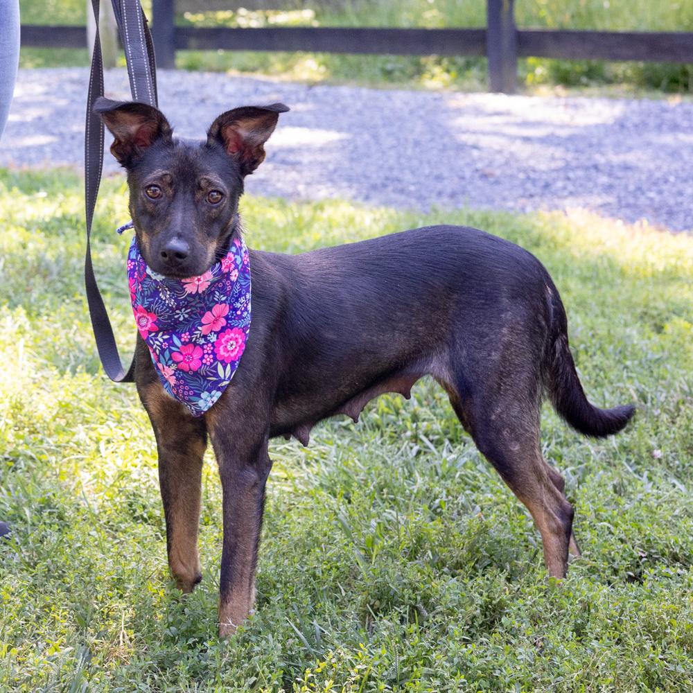 Polly (Female), Adoptable, Young Female Rat Terrier & Black Mouth Cur.