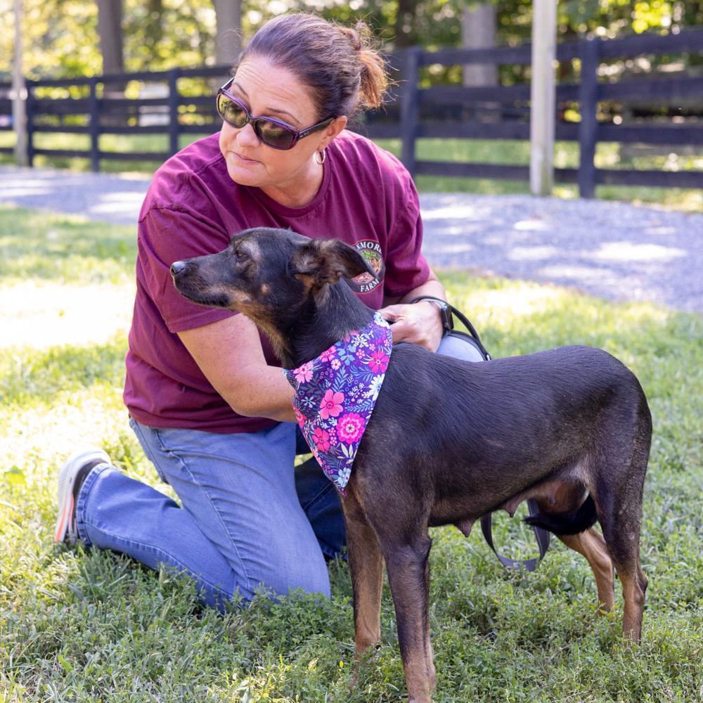 Enlarge Polly (Female), a Adoptable mixed breed in West Grove, PA image 2/6