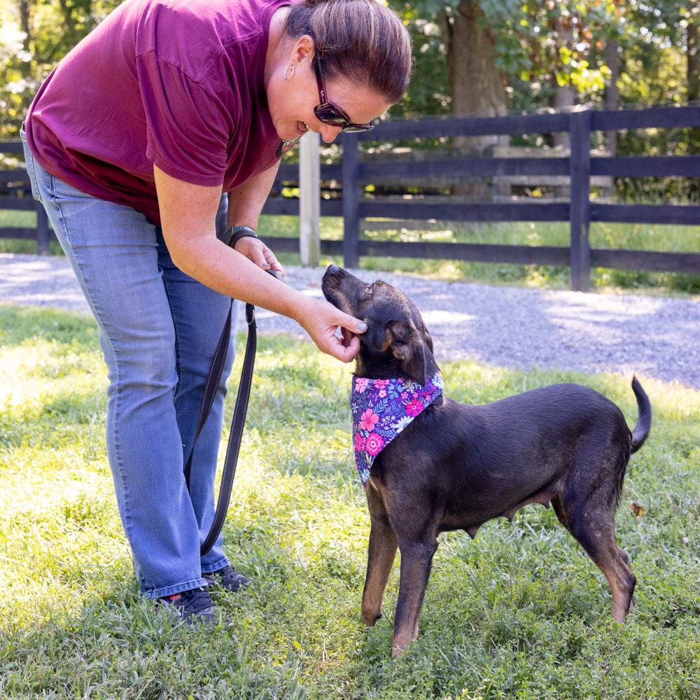 Enlarge Polly (Female), a Adoptable mixed breed in West Grove, PA image 5/6