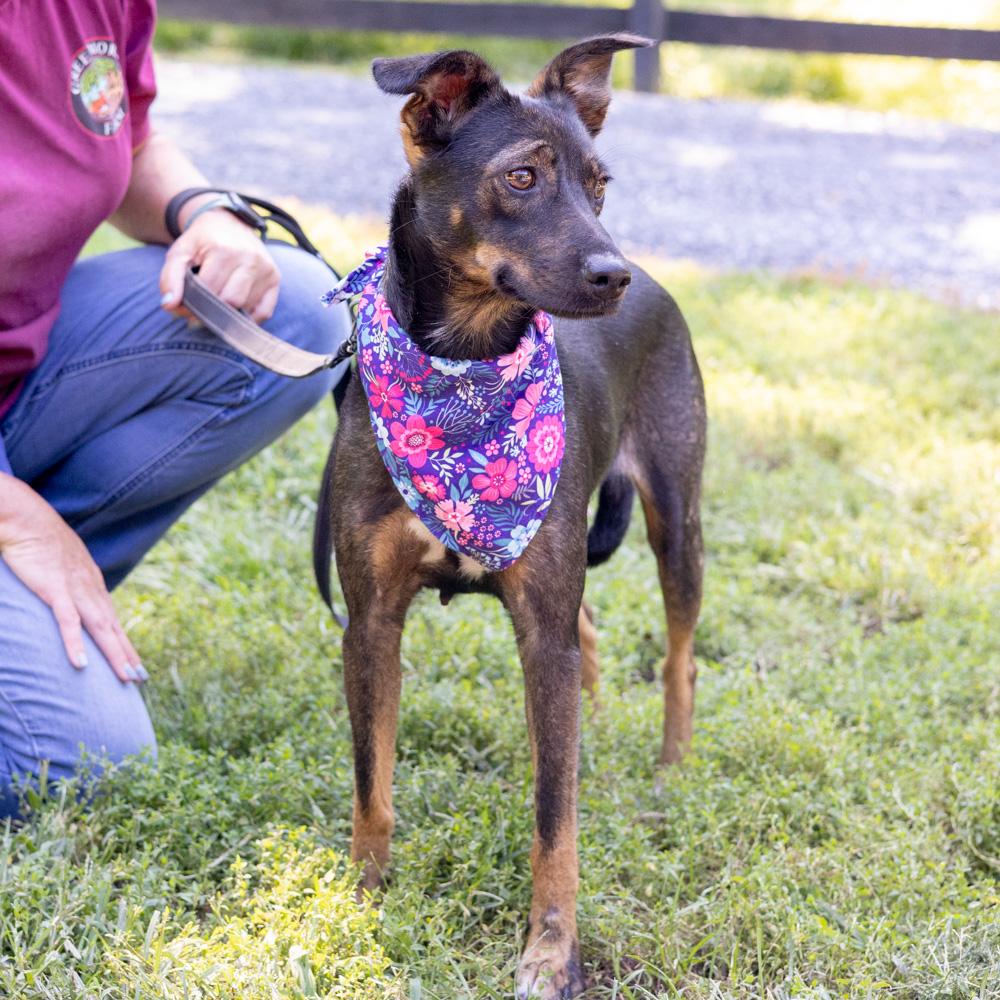 Enlarge Polly (Female), a Adoptable mixed breed in West Grove, PA image 3/6