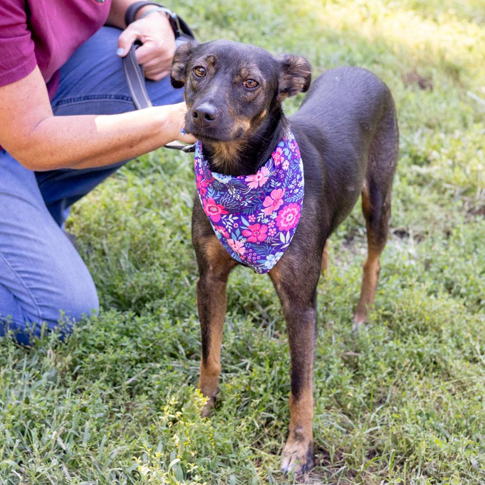 Enlarge Polly (Female), a Adoptable mixed breed in West Grove, PA image 6/6