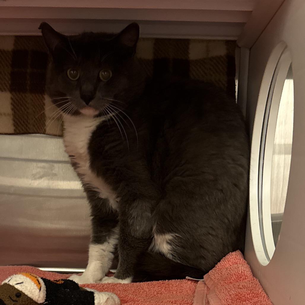 Barn Cat, Adoptable, Young Male Domestic Short Hair.