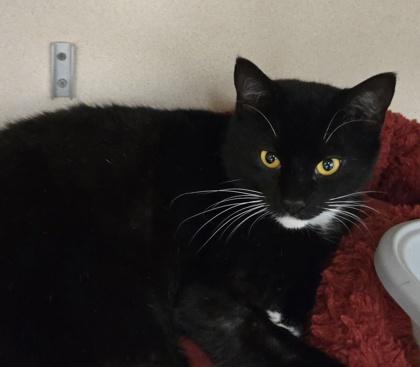 Caicos, Adoptable, Young Female Domestic Short Hair & Domestic Short Hair.