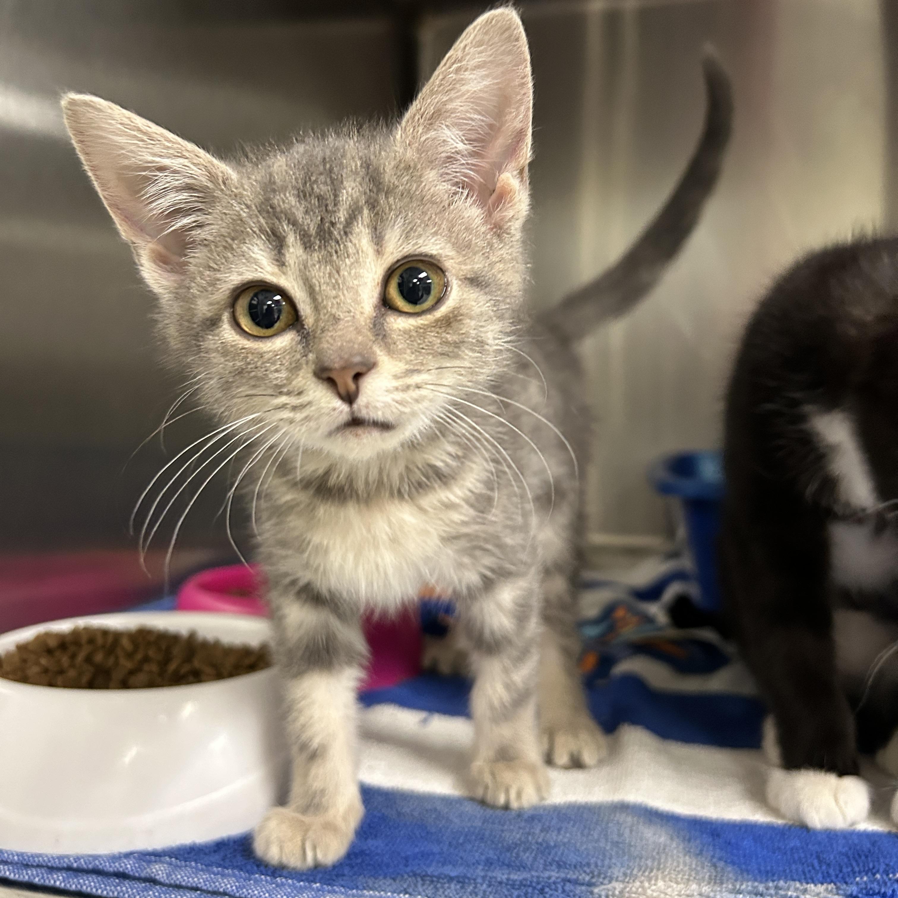 Molly, an adopted Domestic Short Hair in La Grange Park, IL image 3/4
