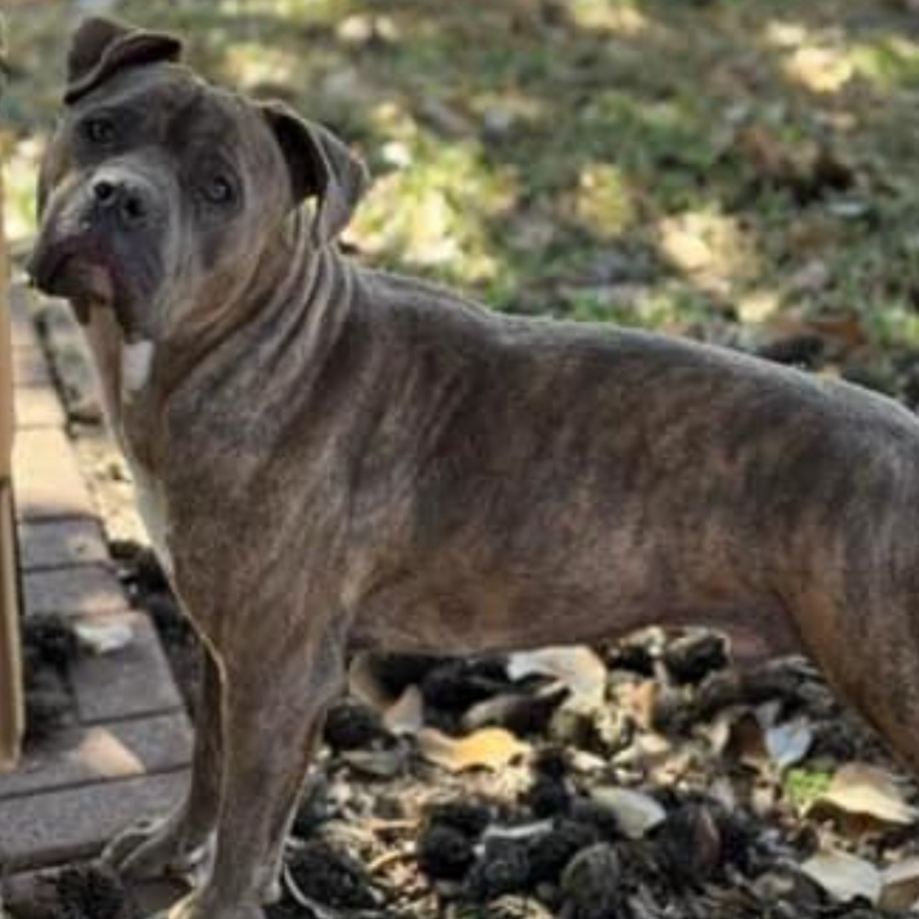 Enlarge Duncan, a Adoptable mixed breed in Bixby, OK image 2/4