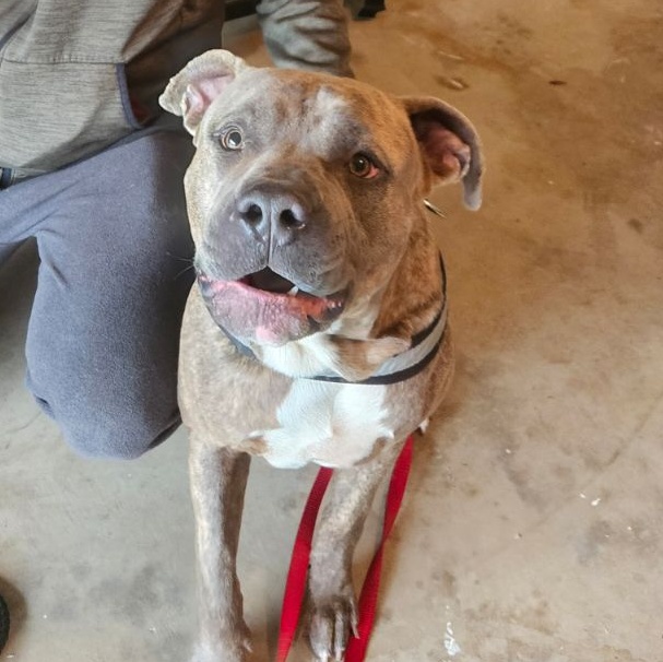 Duncan, Adoptable, Young Male Boxer & Plott Hound.