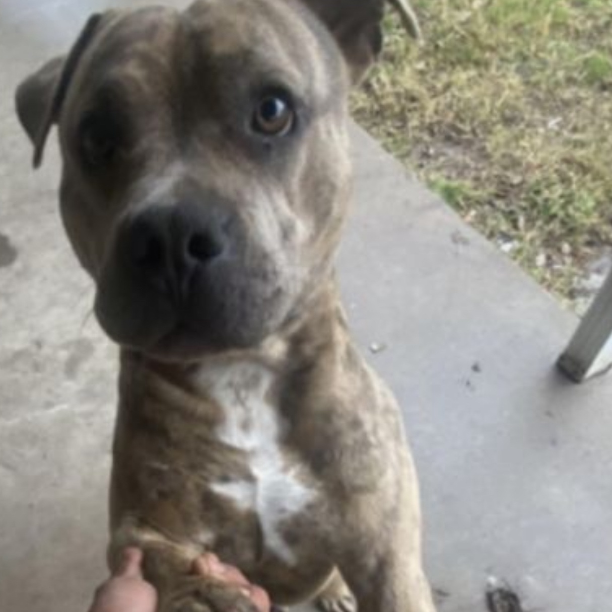 Enlarge Duncan, a Adoptable mixed breed in Bixby, OK image 3/4