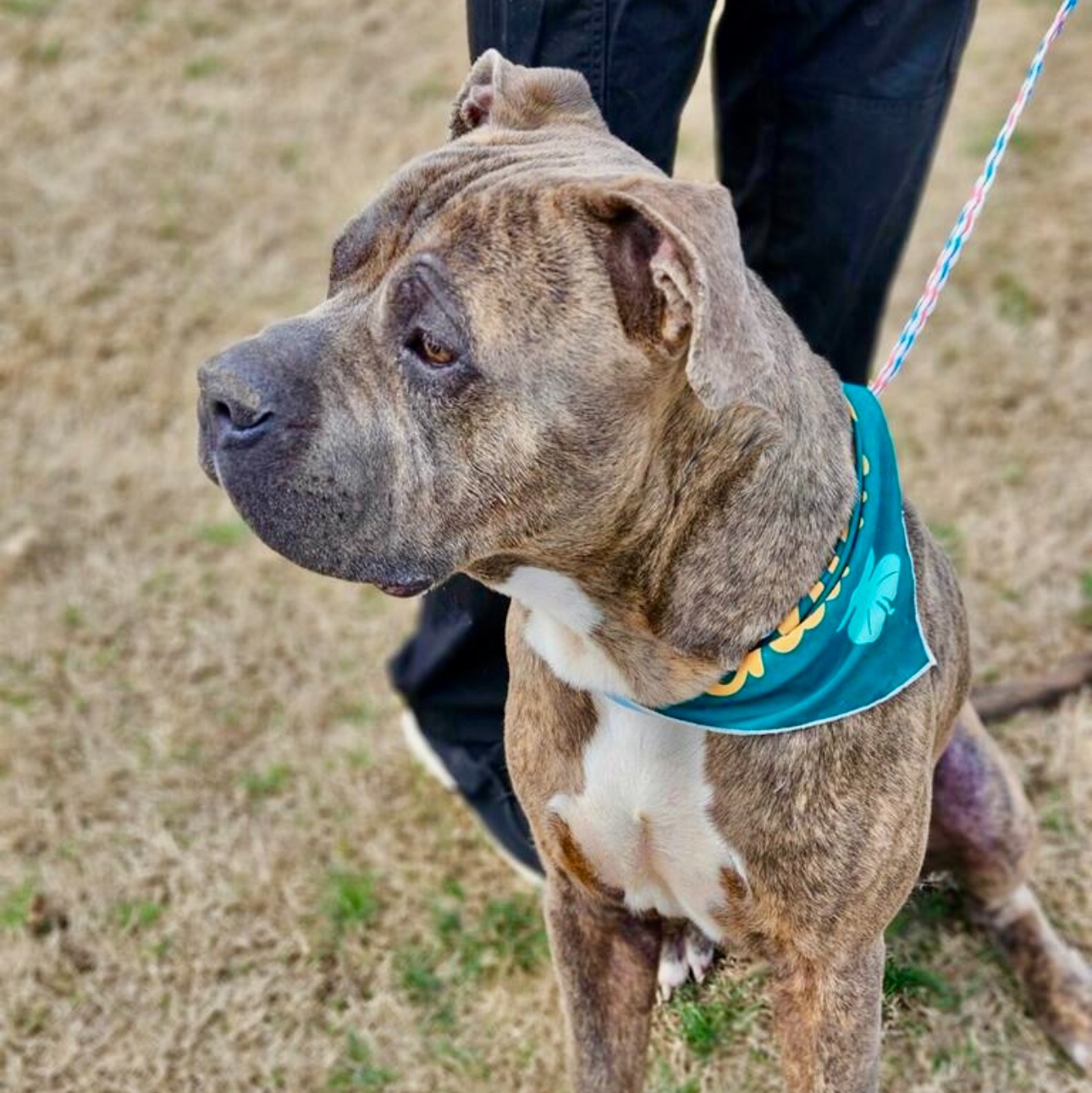 Enlarge Duncan, a Adoptable mixed breed in Bixby, OK image 4/4