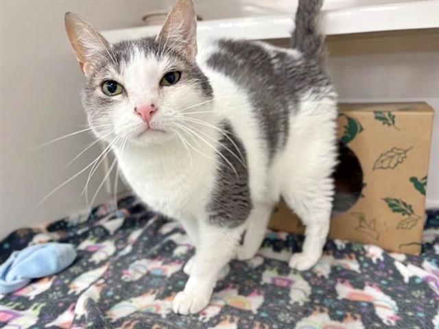 Enlarge GOOSE, a Adoptable Domestic Medium Hair in Saint Louis, MO image 1/1
